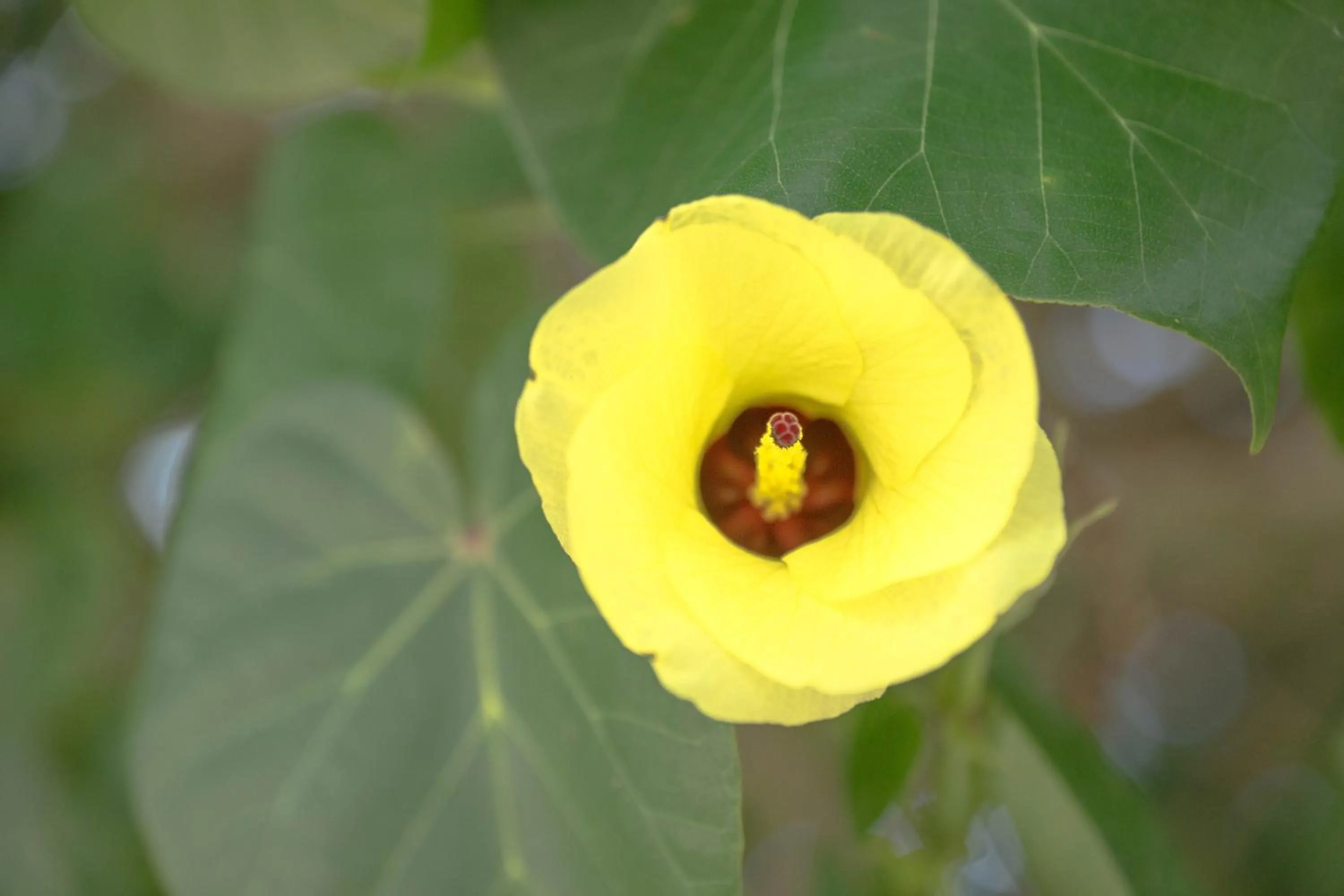 Natural landscape in The Reef Resort
