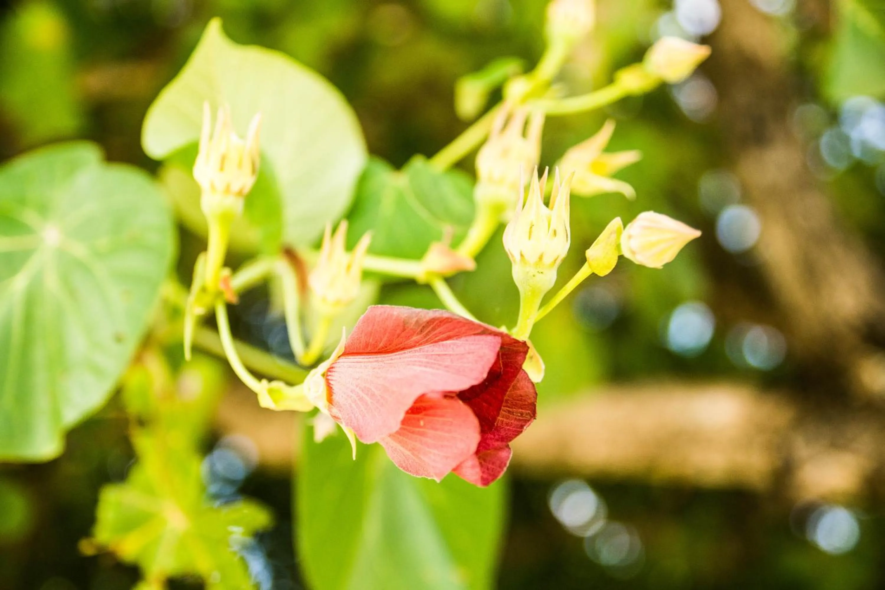 Natural landscape in The Reef Resort