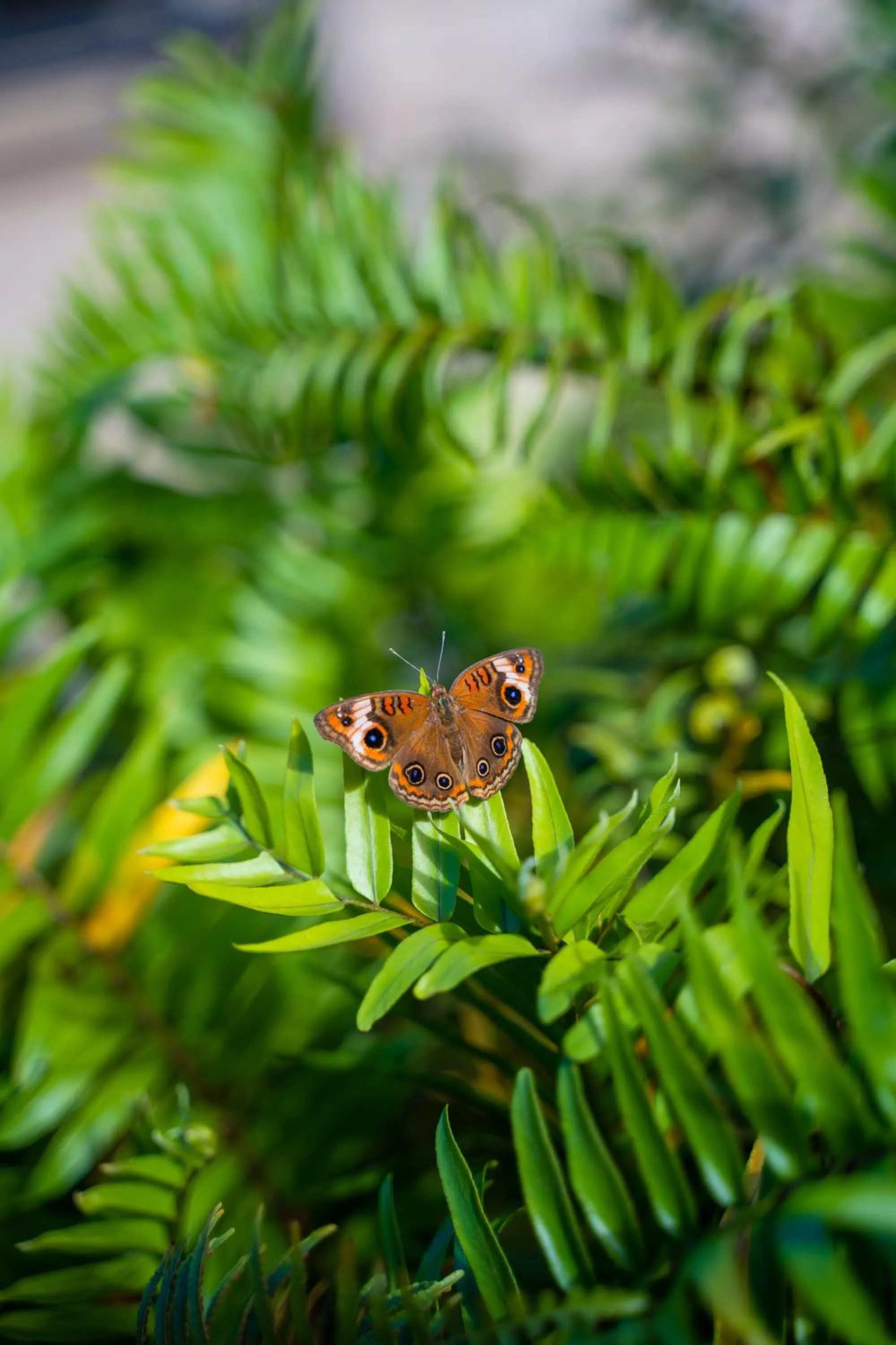 Garden in Golden Rock Dive and Nature Resort