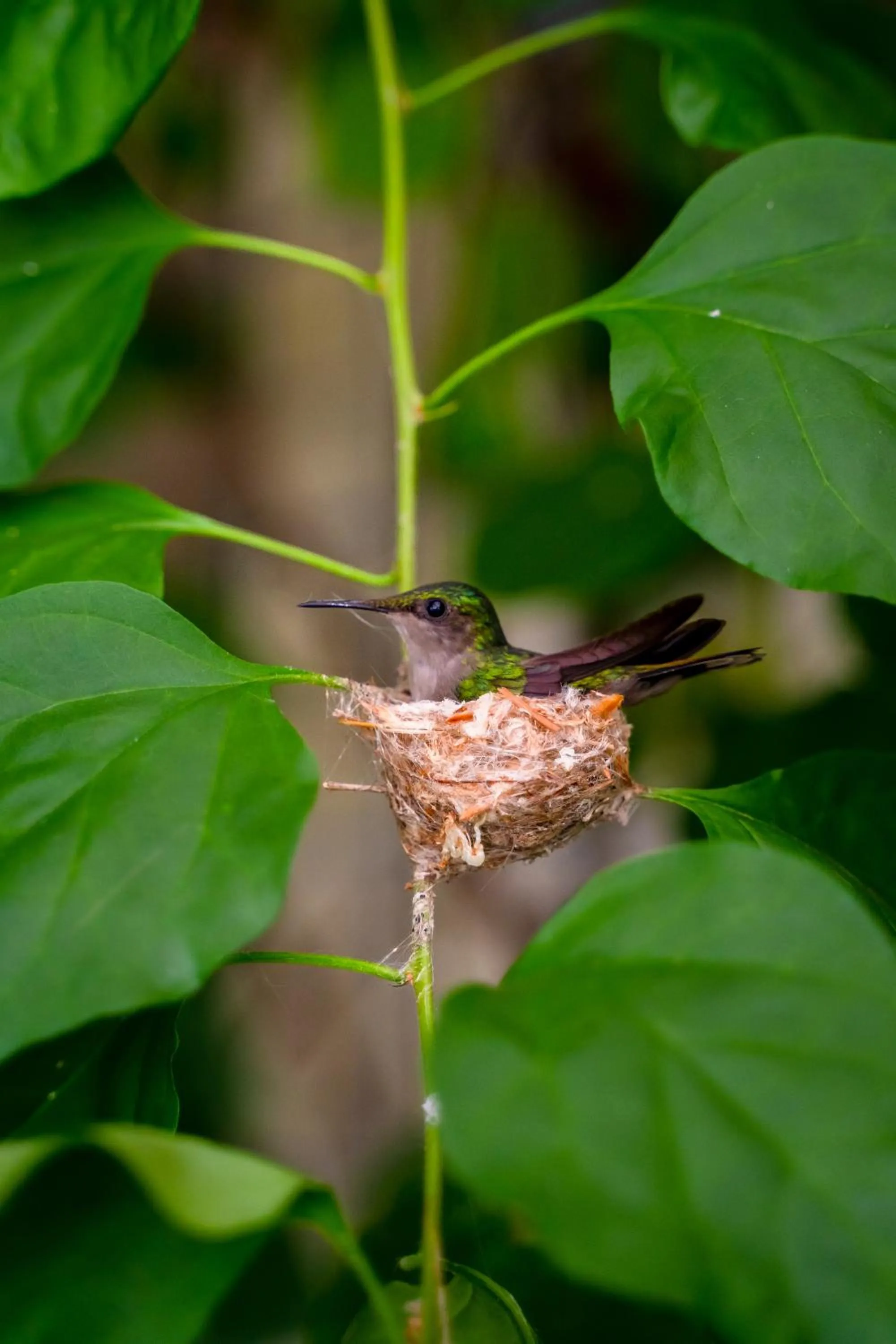 Garden in Golden Rock Dive and Nature Resort