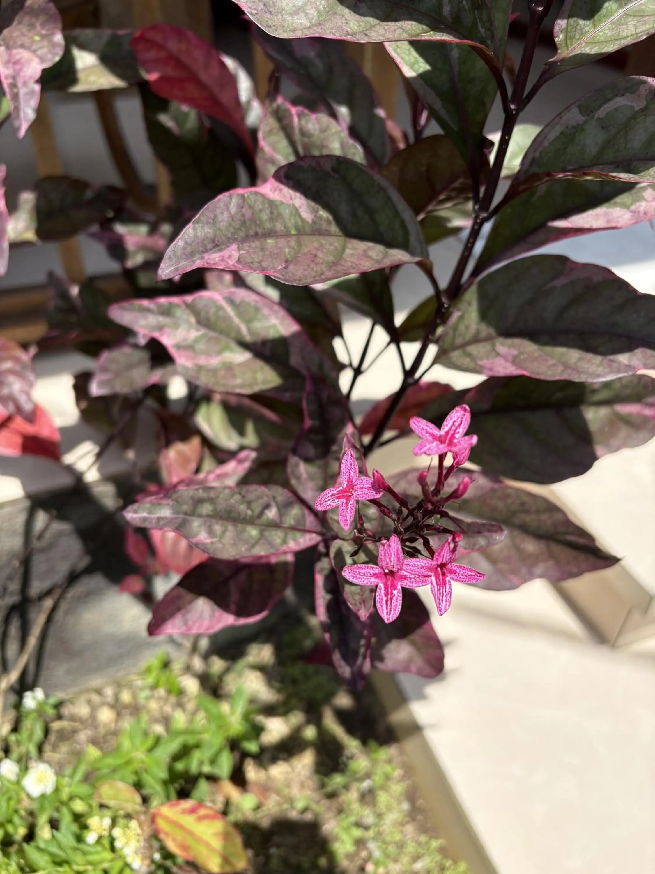 Restaurant/places to eat in Daghan Cottage Nusa Penida