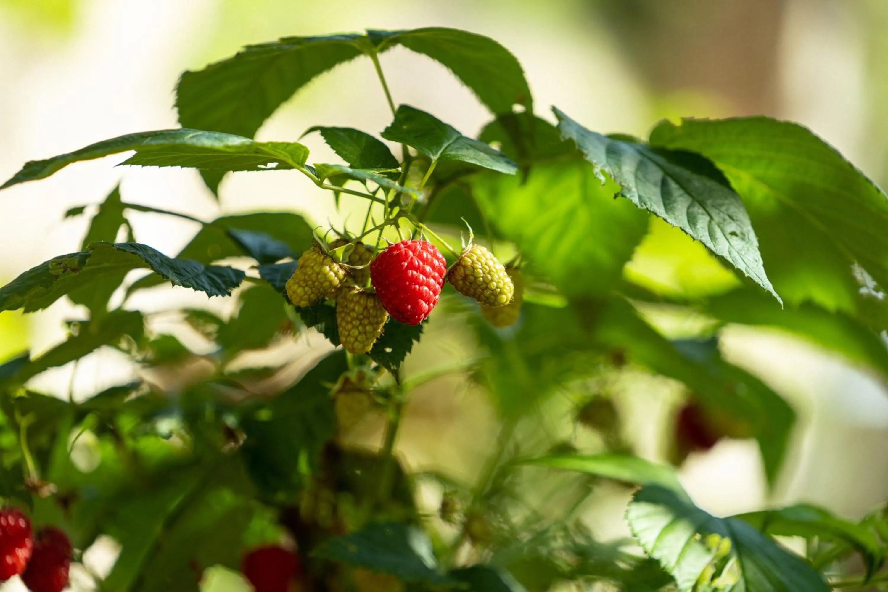 Natural landscape in La Forestale Luxury Ecolodge - La Suite Royale
