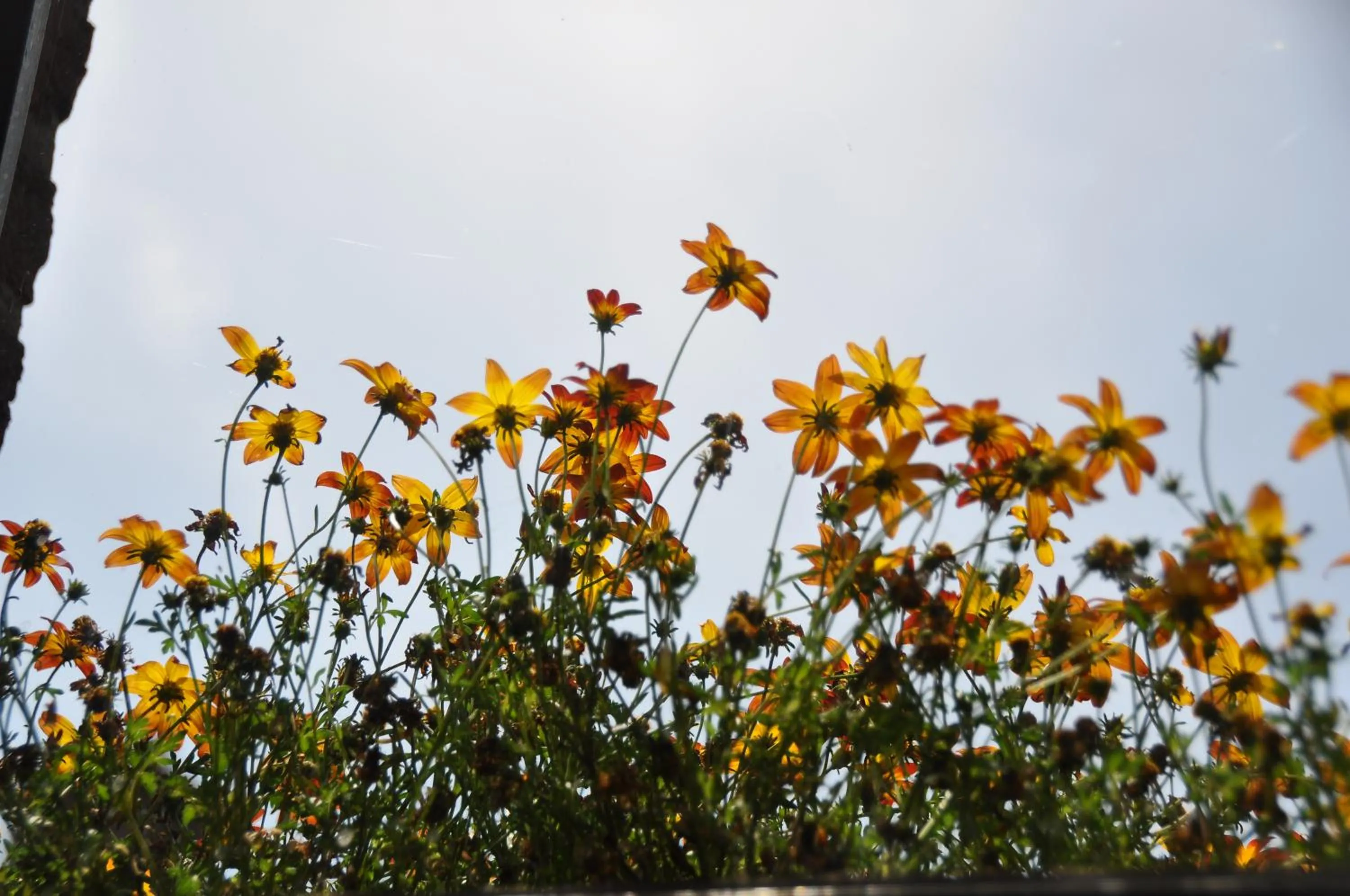 Property building in B&B Bella en Basiel