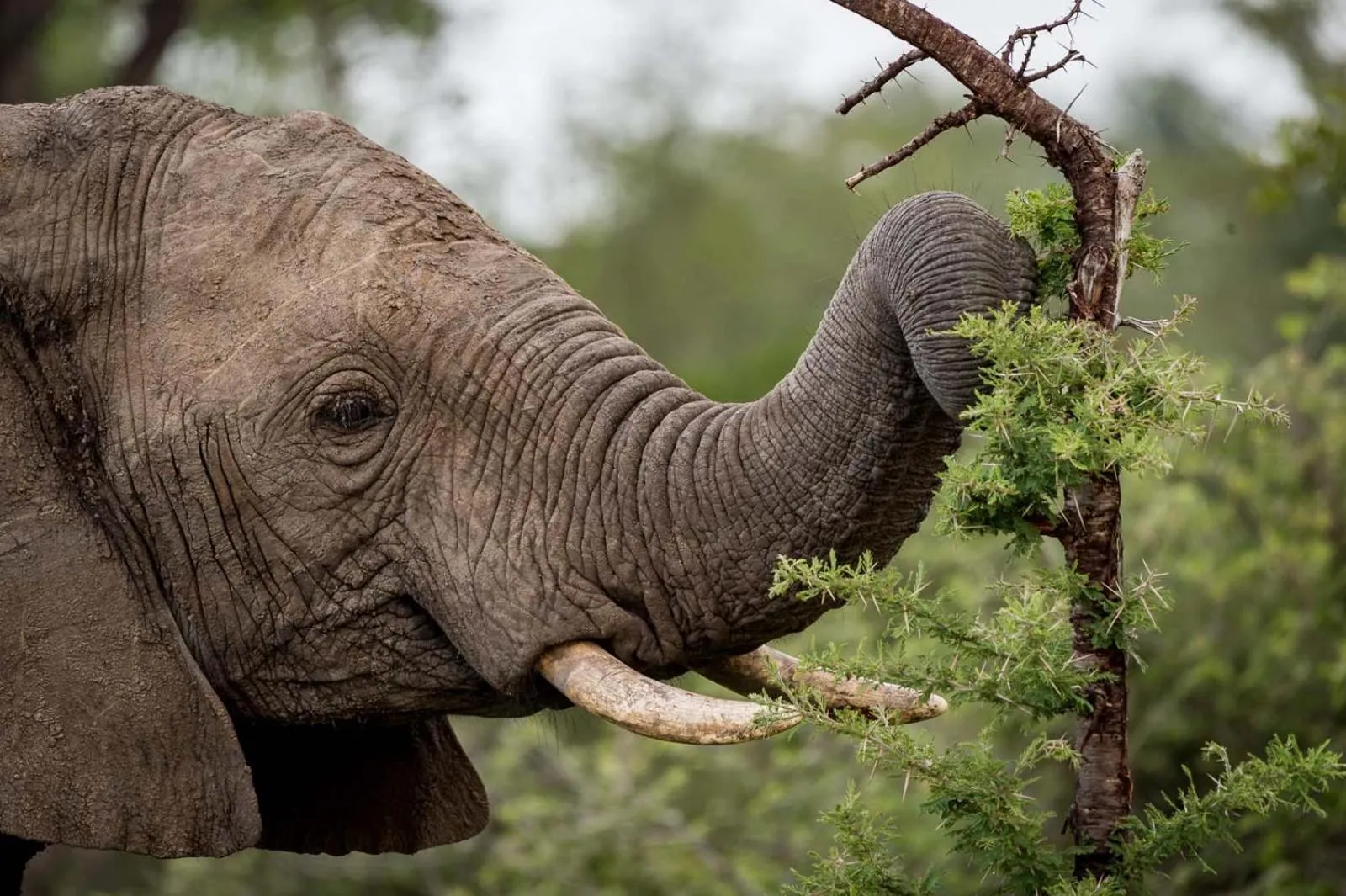 Activities in Safari Moon Luxury Bush Lodge