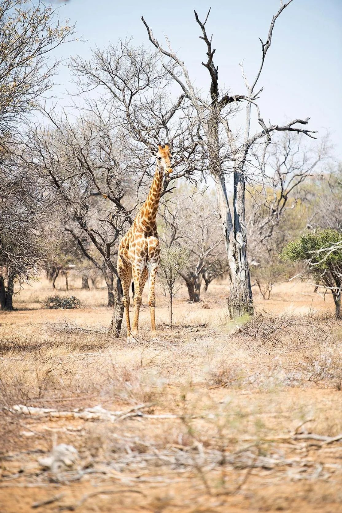 Animals in Safari Moon Luxury Bush Lodge