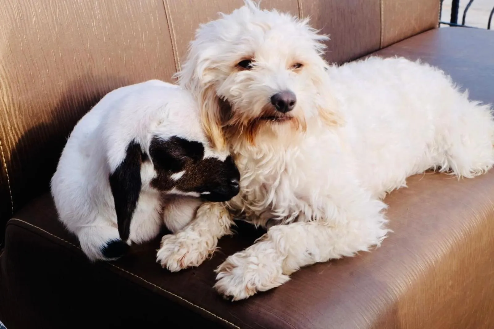 Garden in Celebi Garden Hotel - Cittaslow Retreat