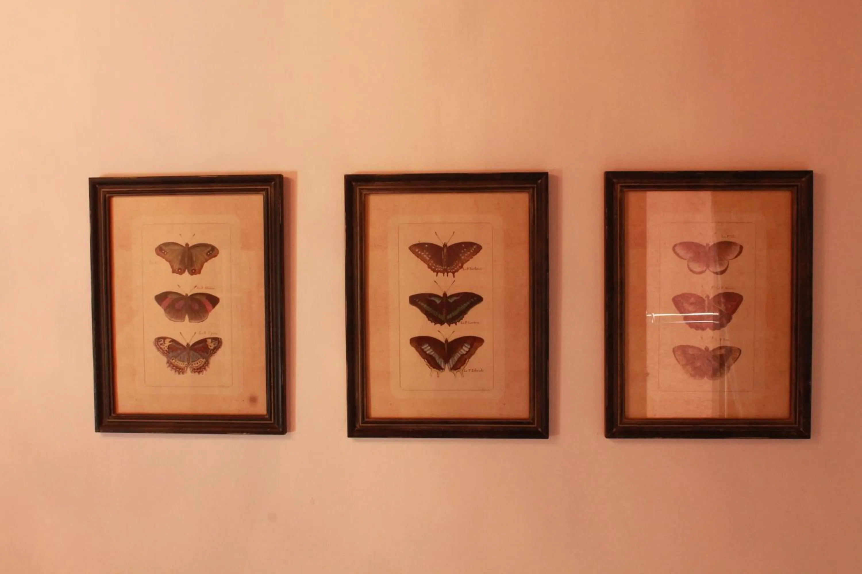 Other in Rigoletto Charm