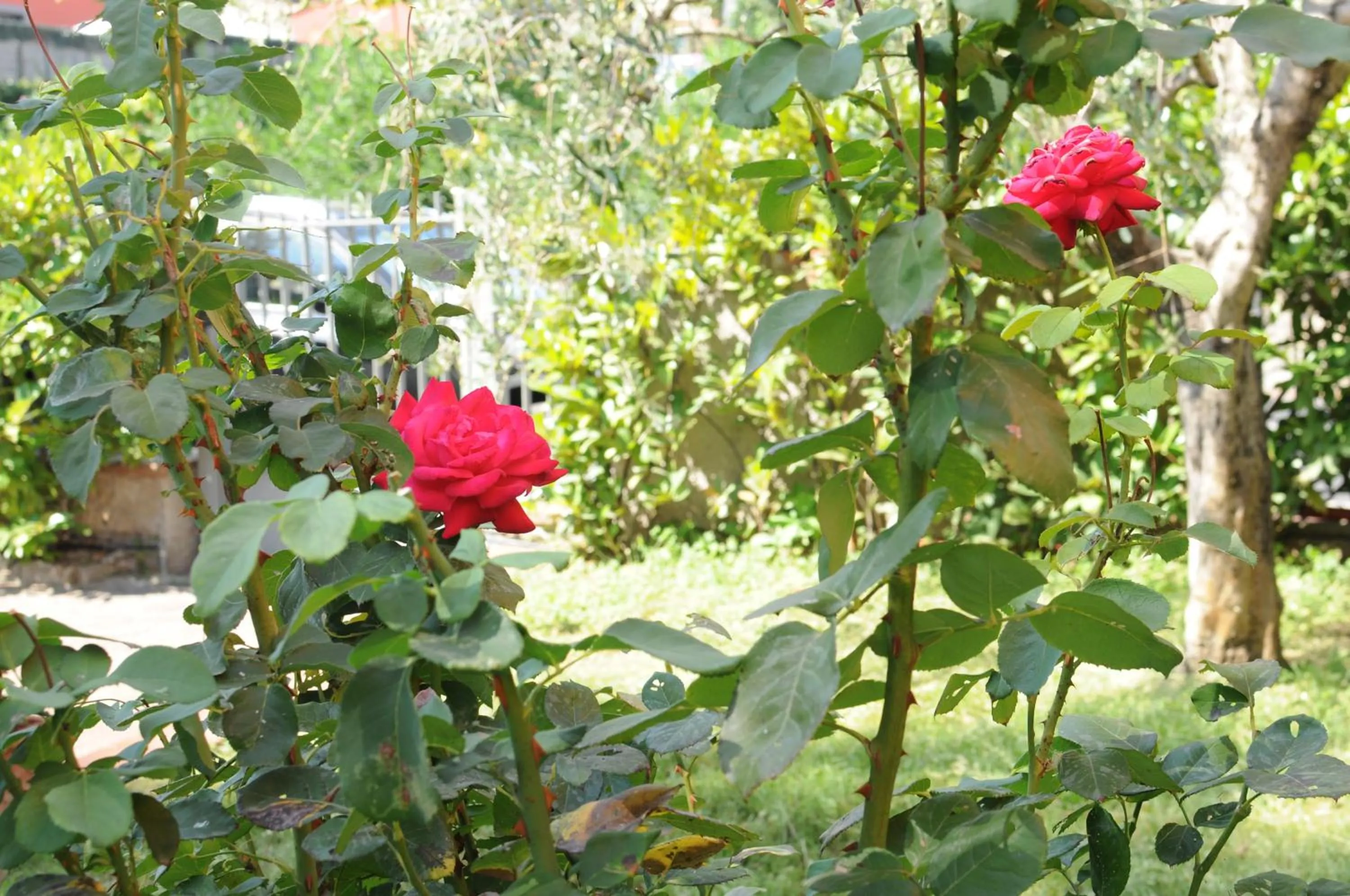 Garden in Marinetta Bed & Breakfast