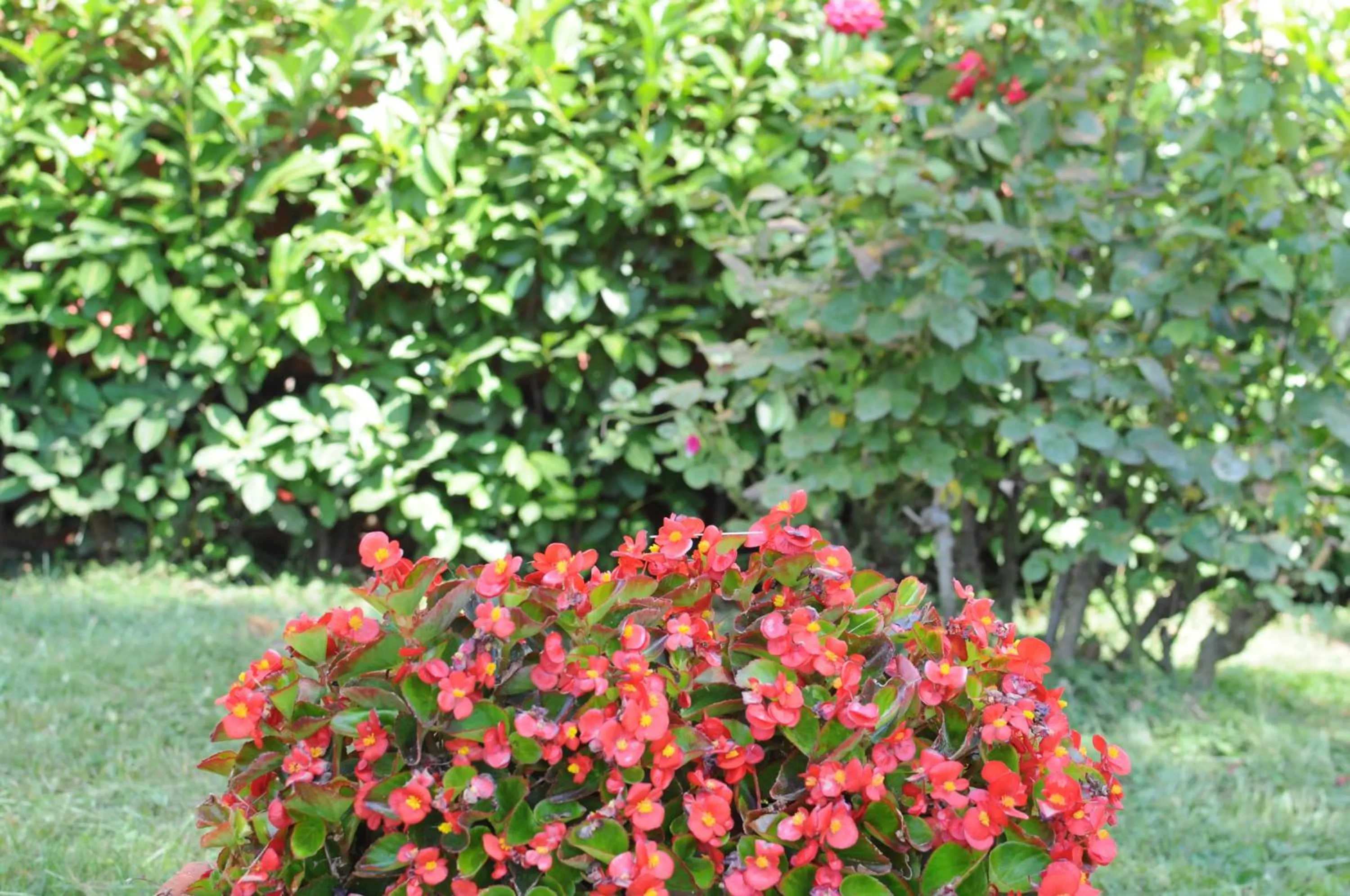 Garden in Marinetta Bed & Breakfast