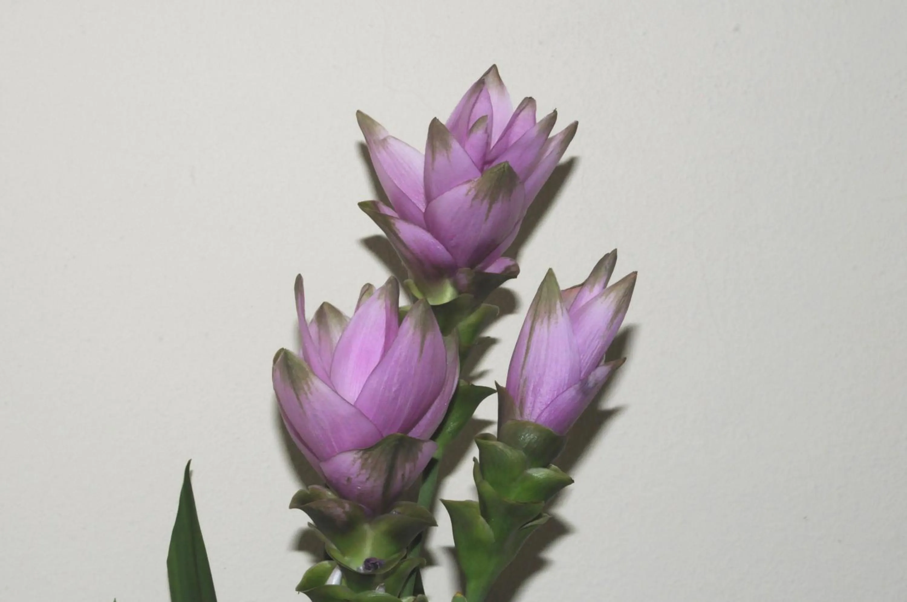 Decorative detail in Marinetta Bed & Breakfast