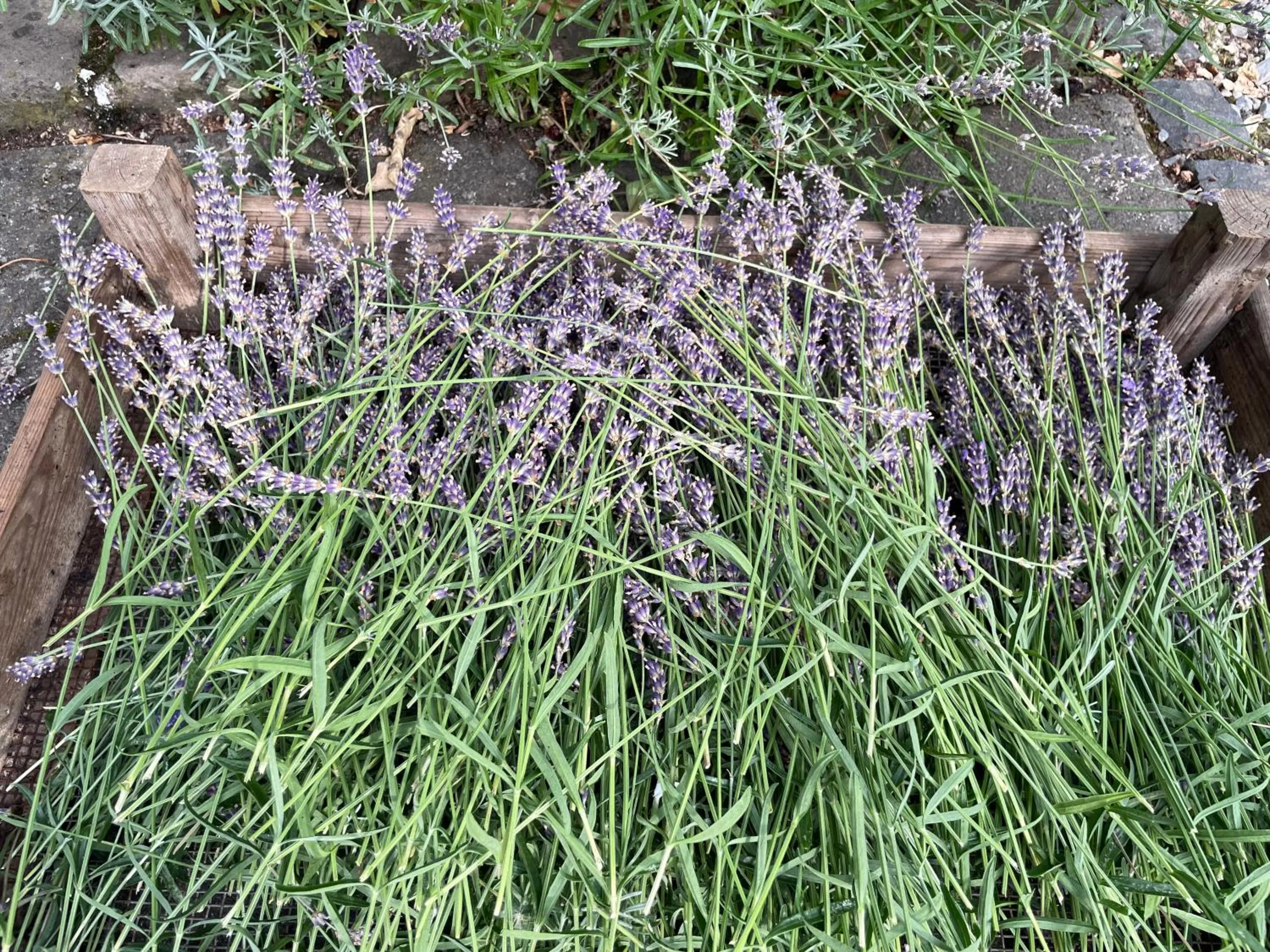 Garden view in Jugendstil-Hof