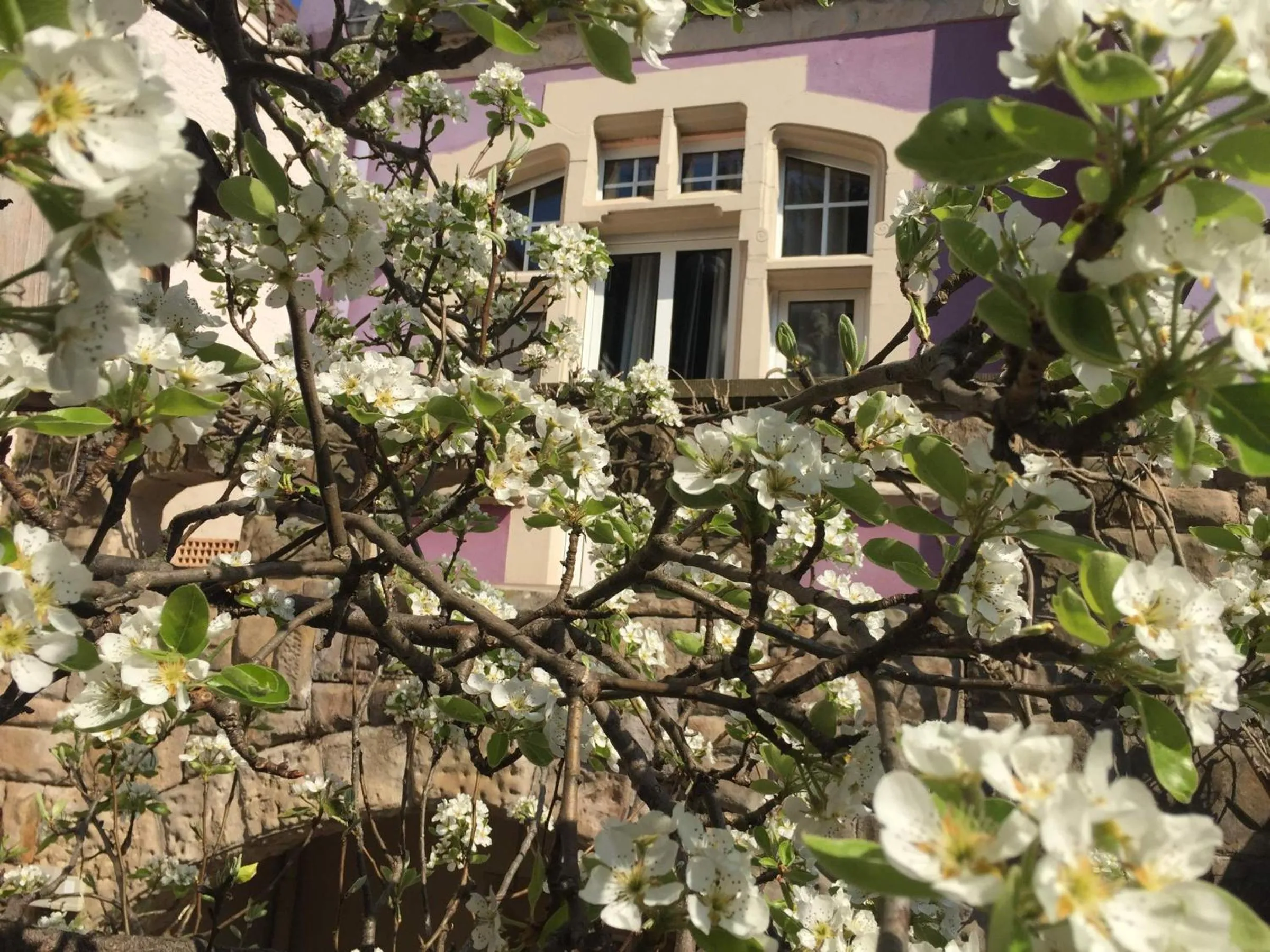 Garden in Jugendstil-Hof
