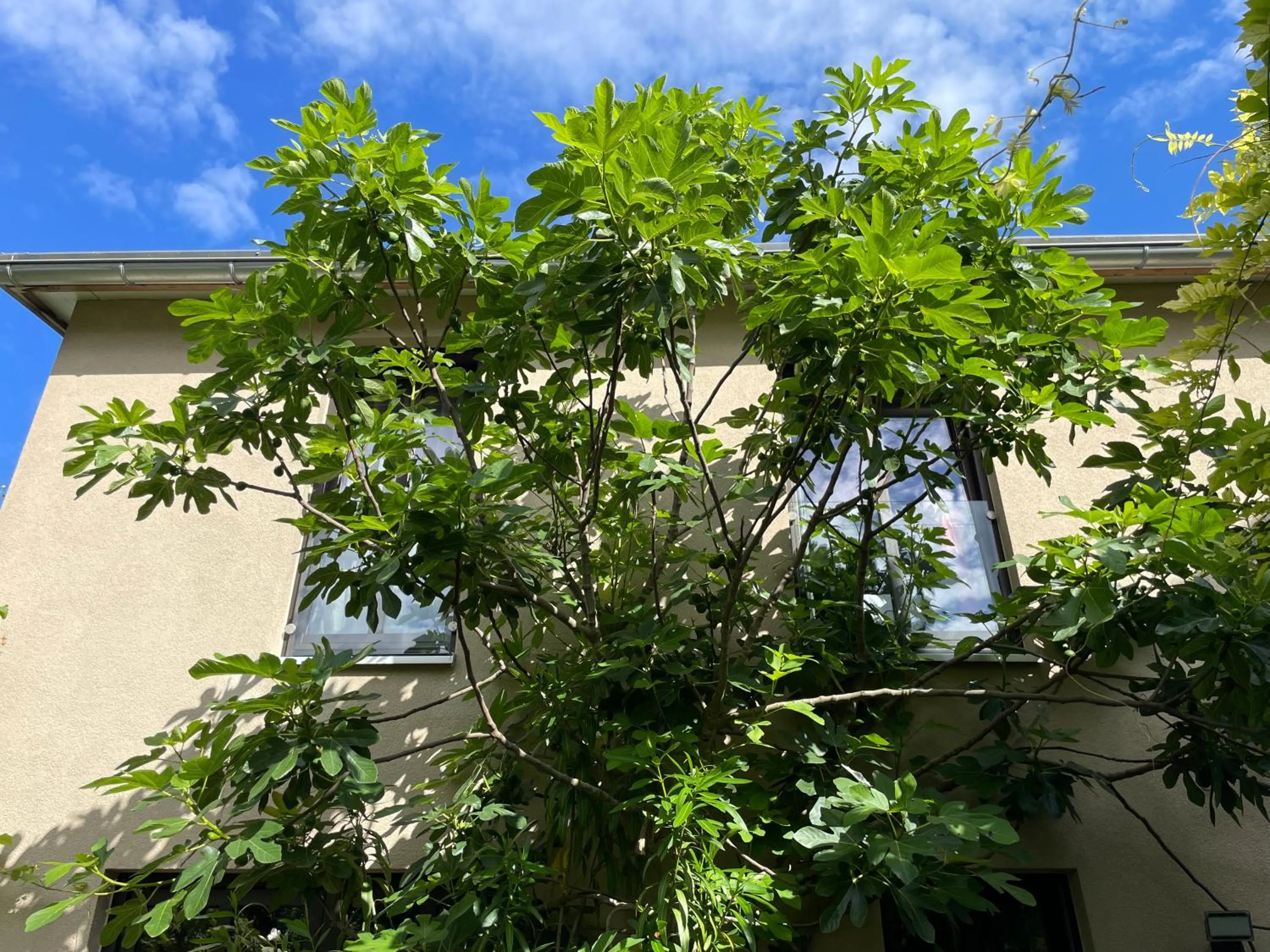 Patio in Jugendstil-Hof