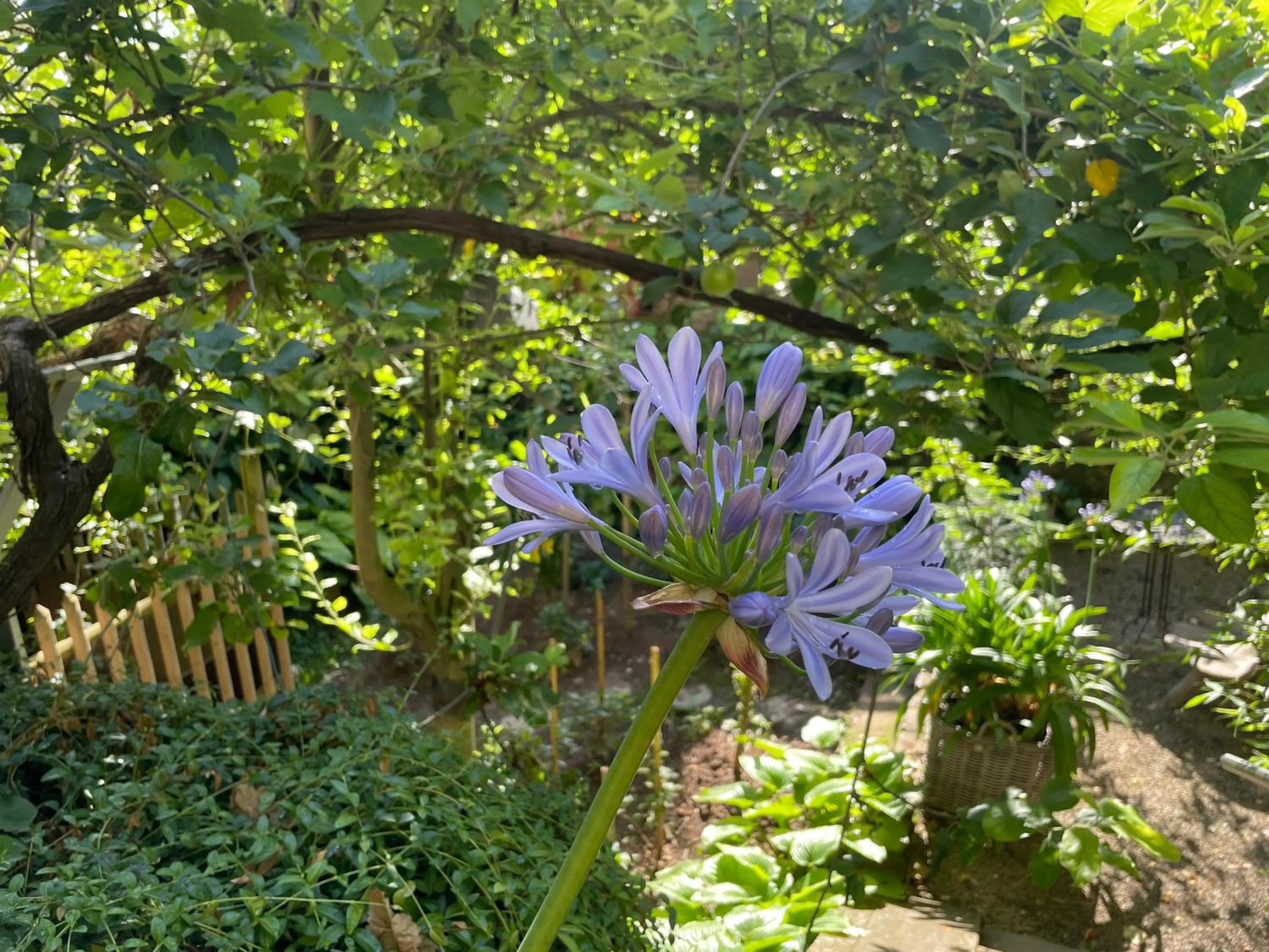 Patio in Jugendstil-Hof
