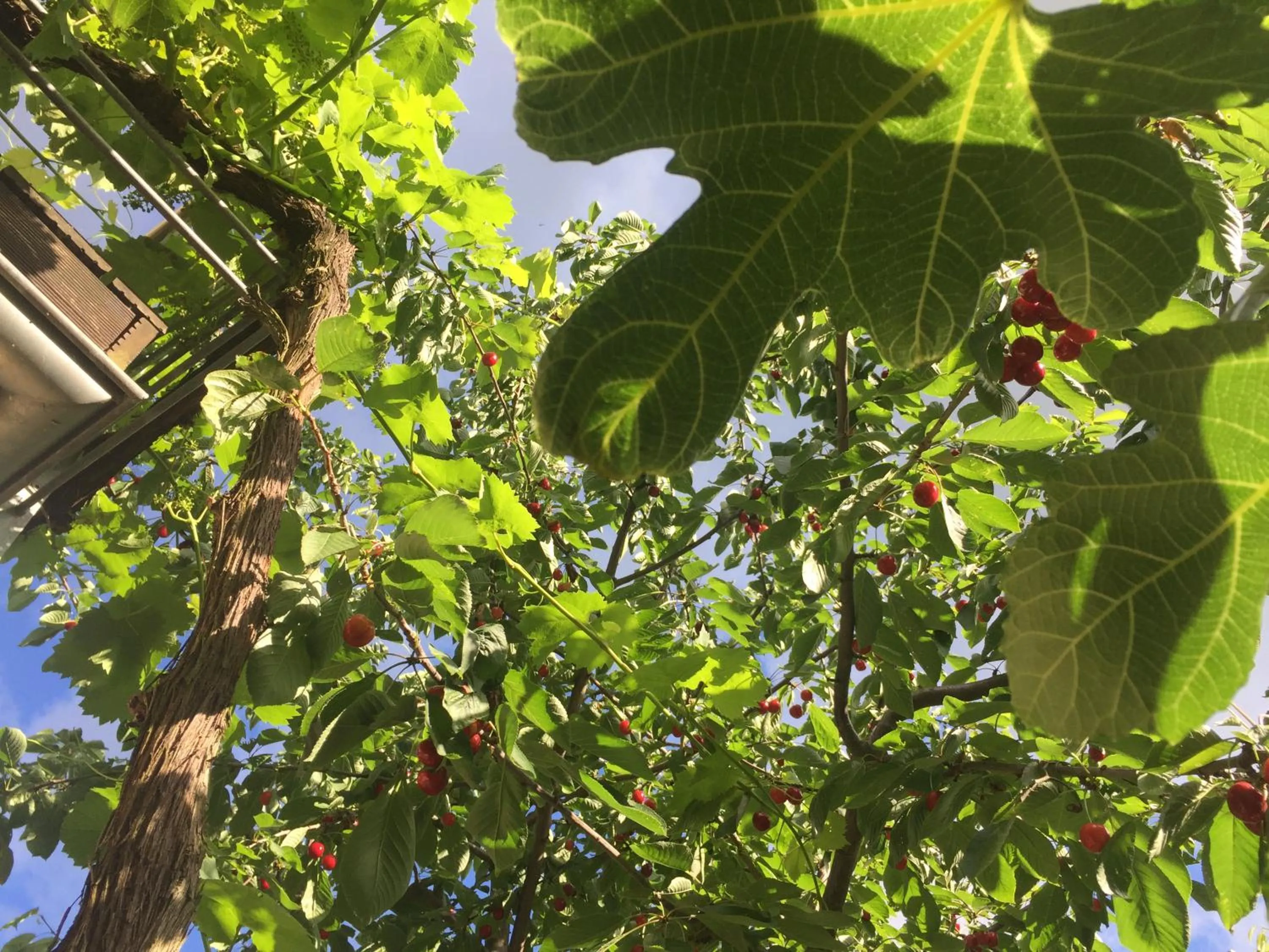 Garden in Jugendstil-Hof