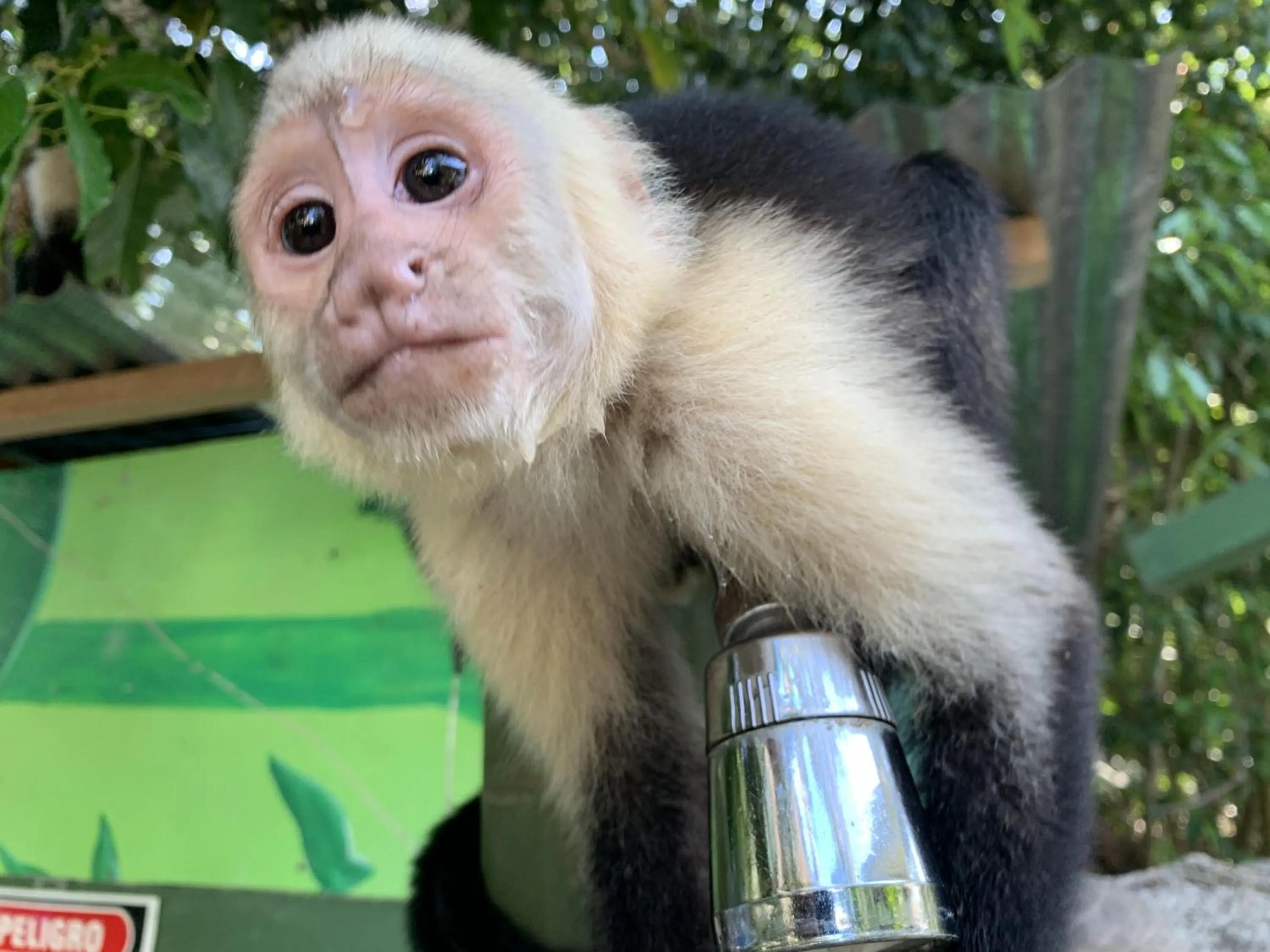 Animals in La Posada Jungle Hotel