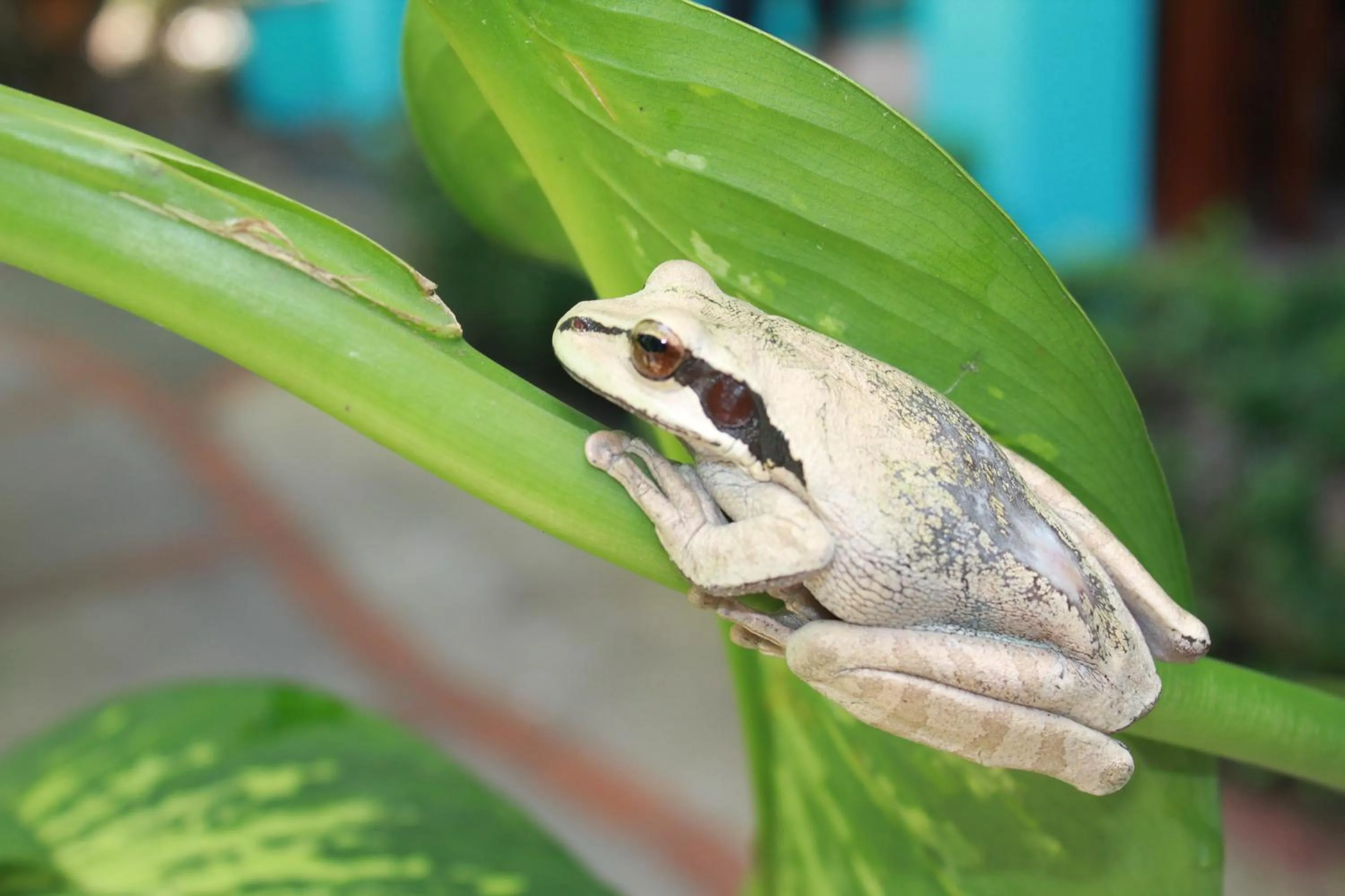 Animals in La Posada Jungle Hotel