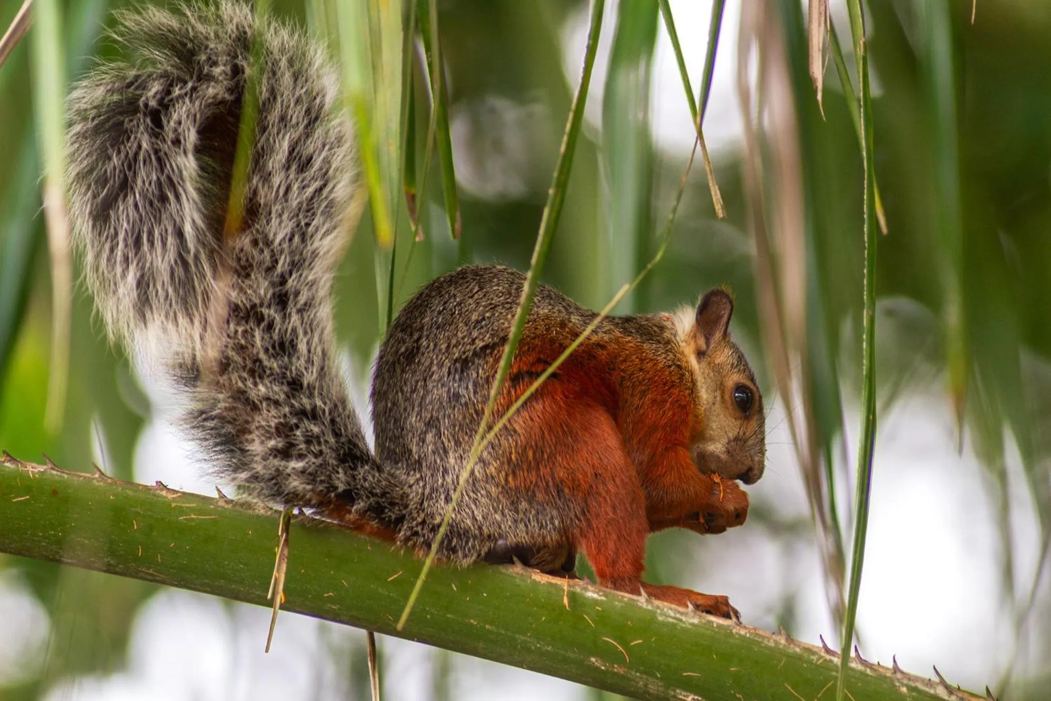 Animals in Hotel Mar de Luz