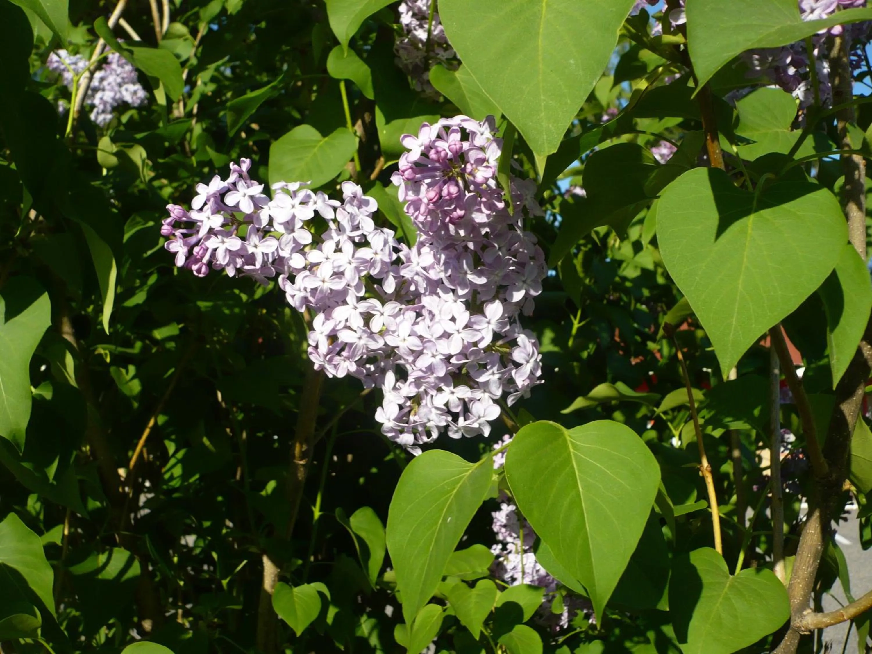 Garden in Red Top Motor Inn