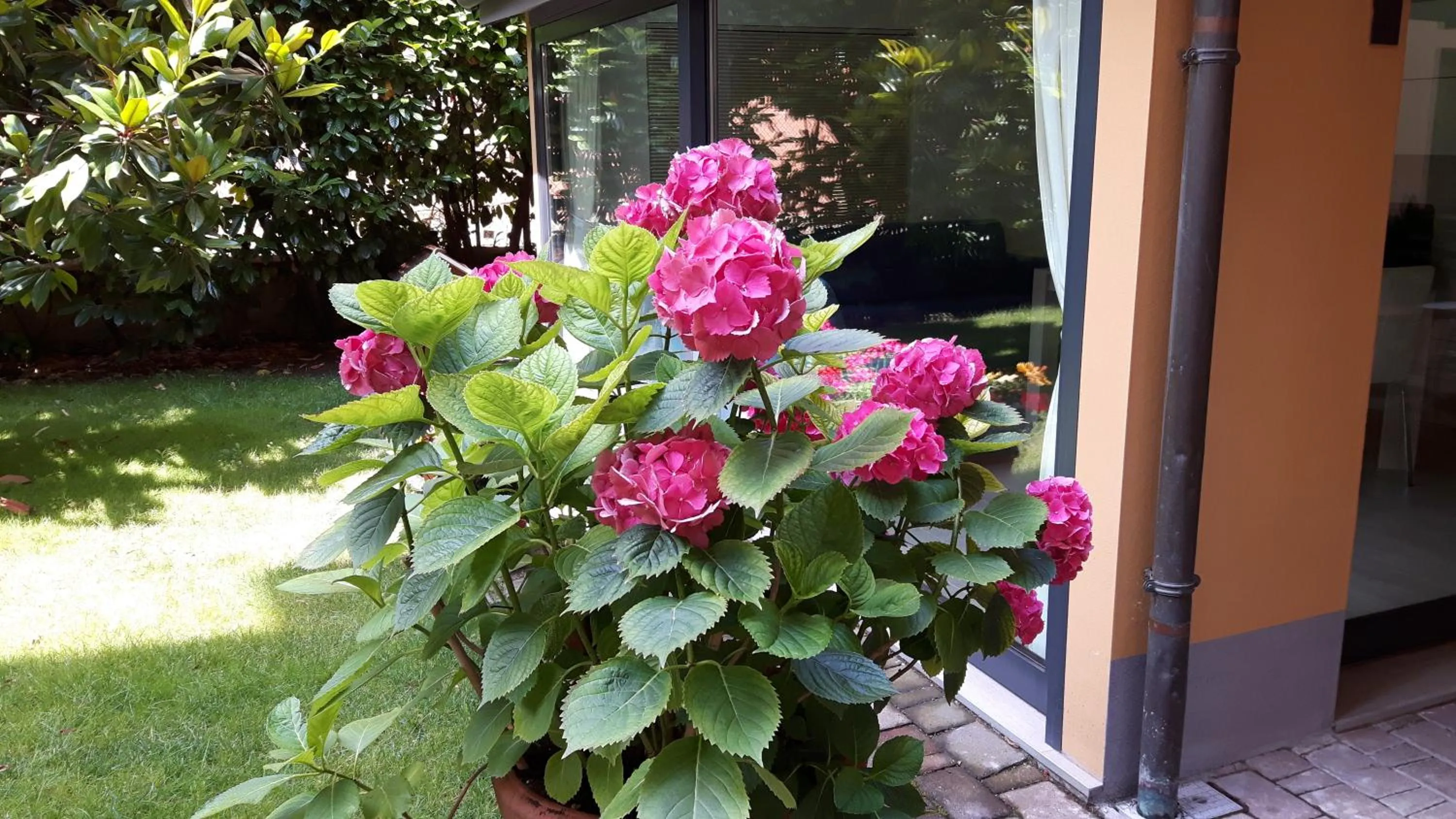 Garden in La Magnolia B&B