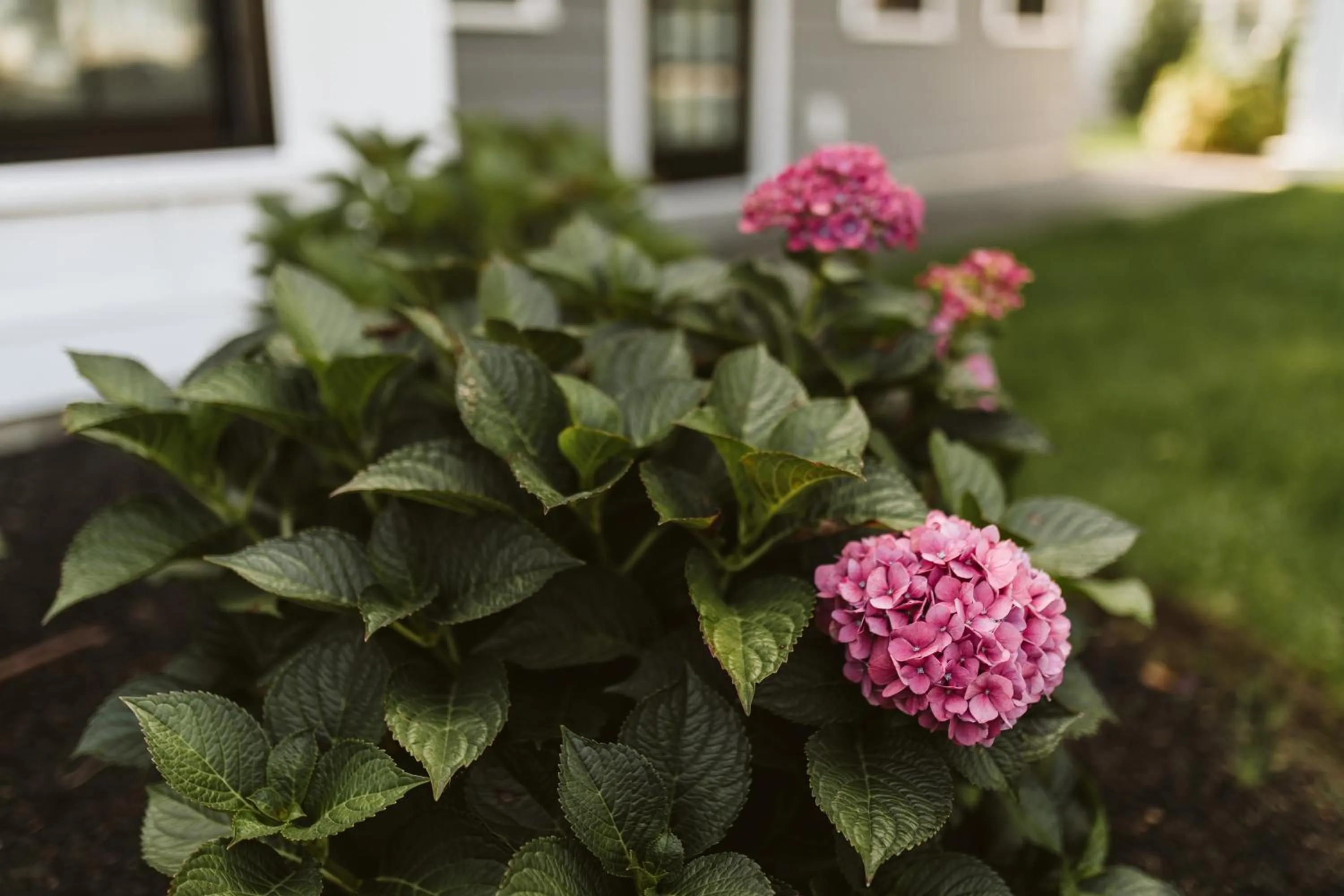 Garden in Grasshopper Inn
