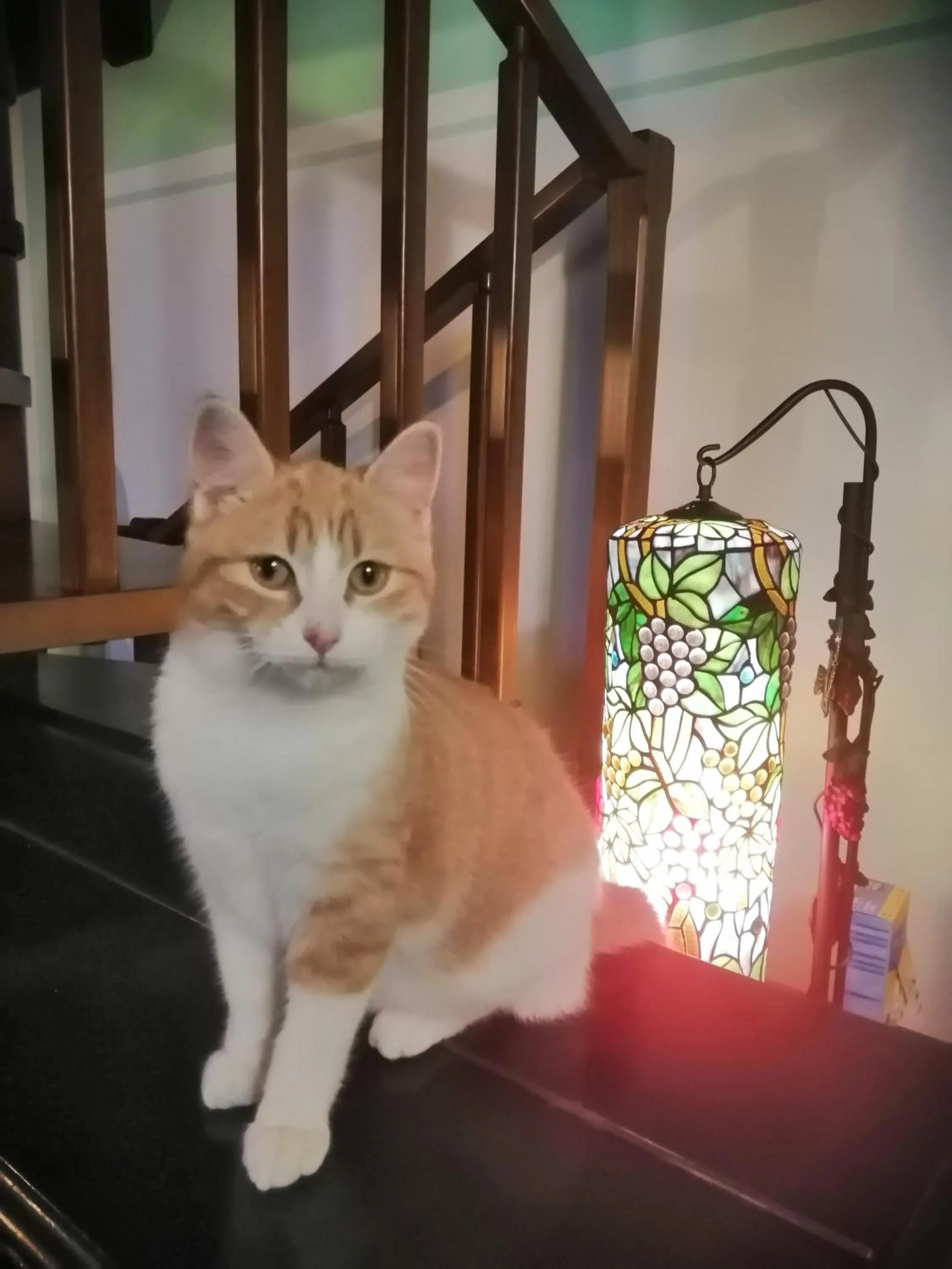 Pets in B&B da Paolo con vista Lago di Garda