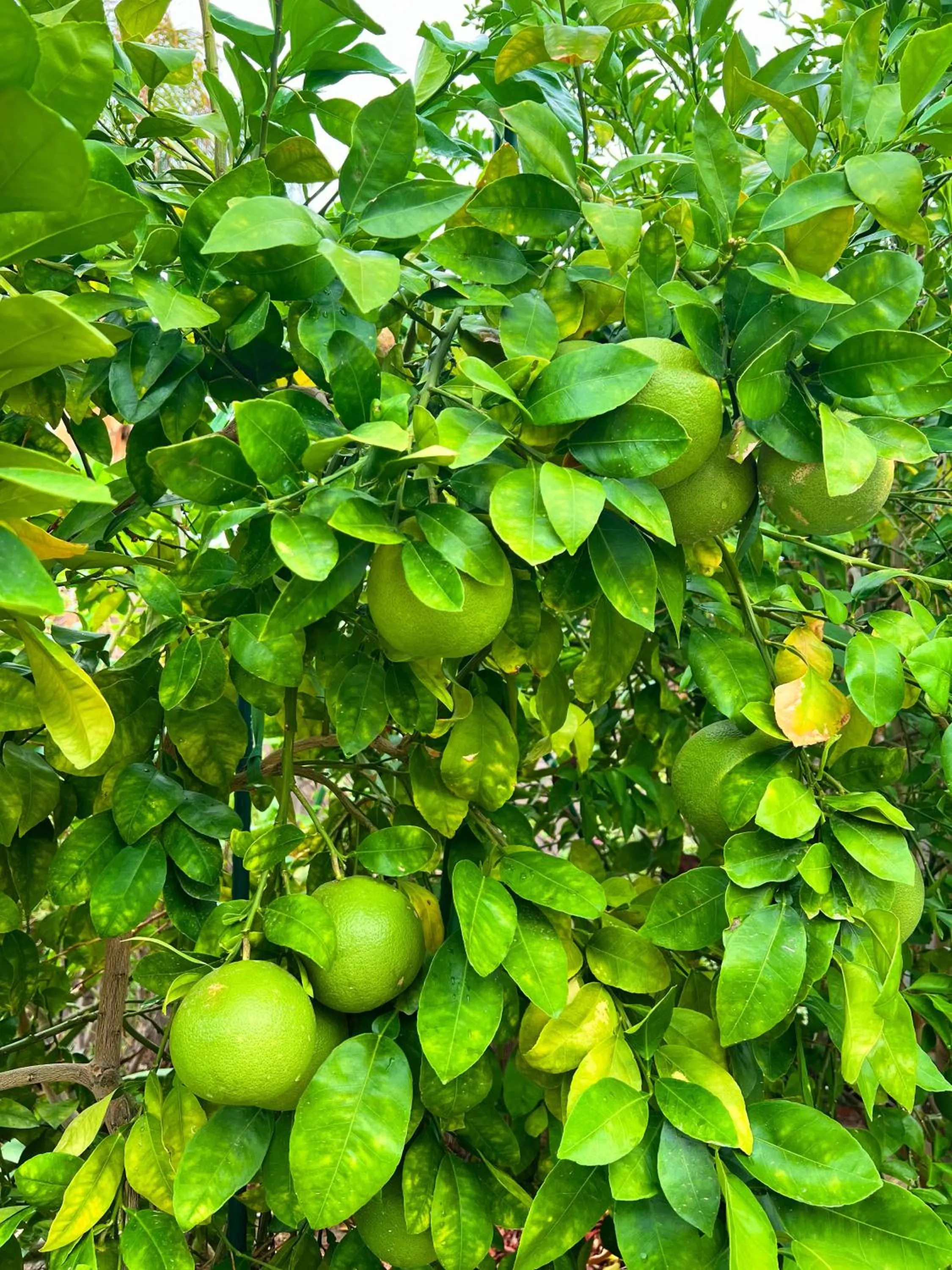 Garden in 3 bedroom house with Private Pool, Spa&Golf Course!