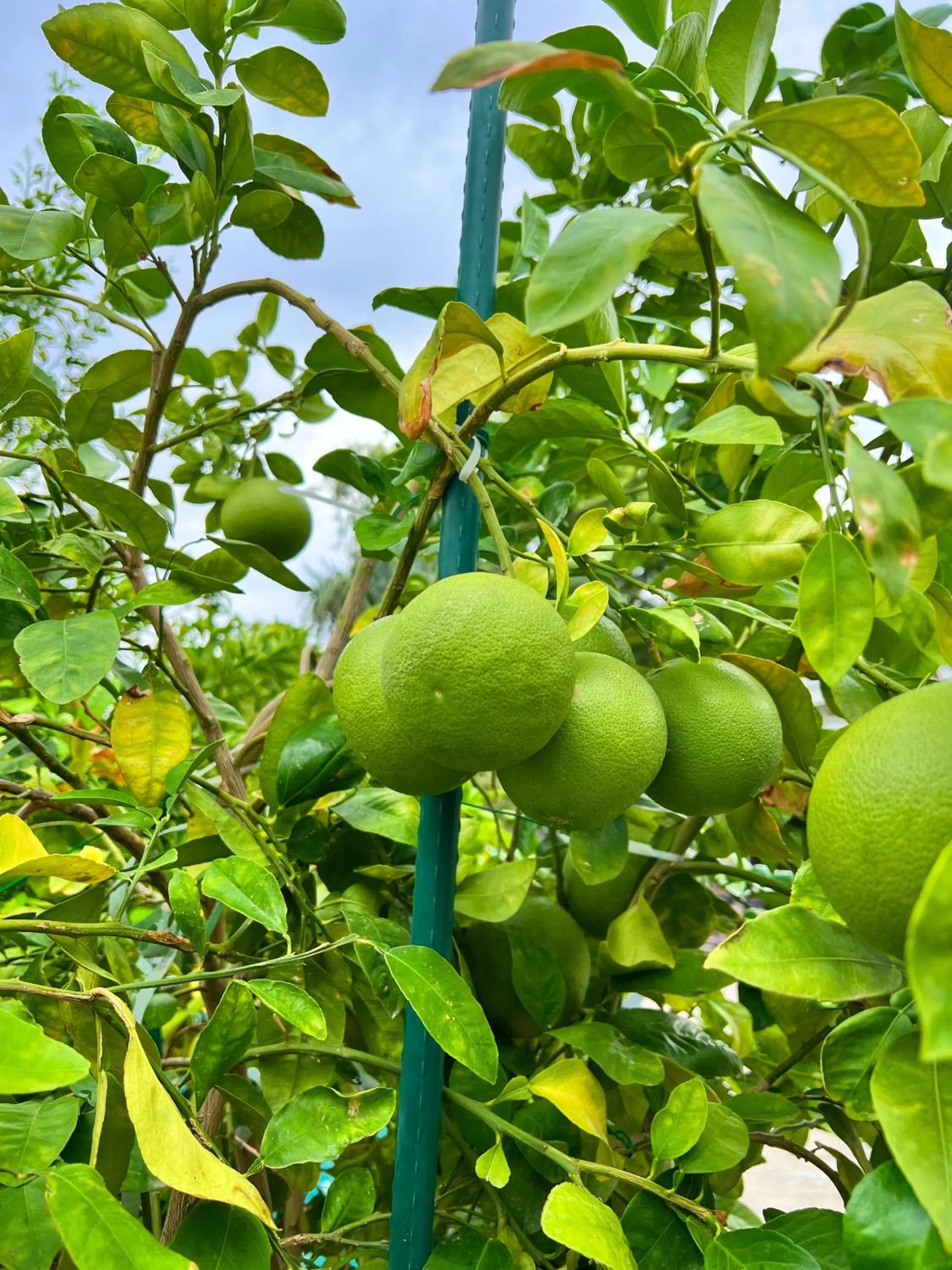 Garden in 3 bedroom house with Private Pool, Spa&Golf Course!