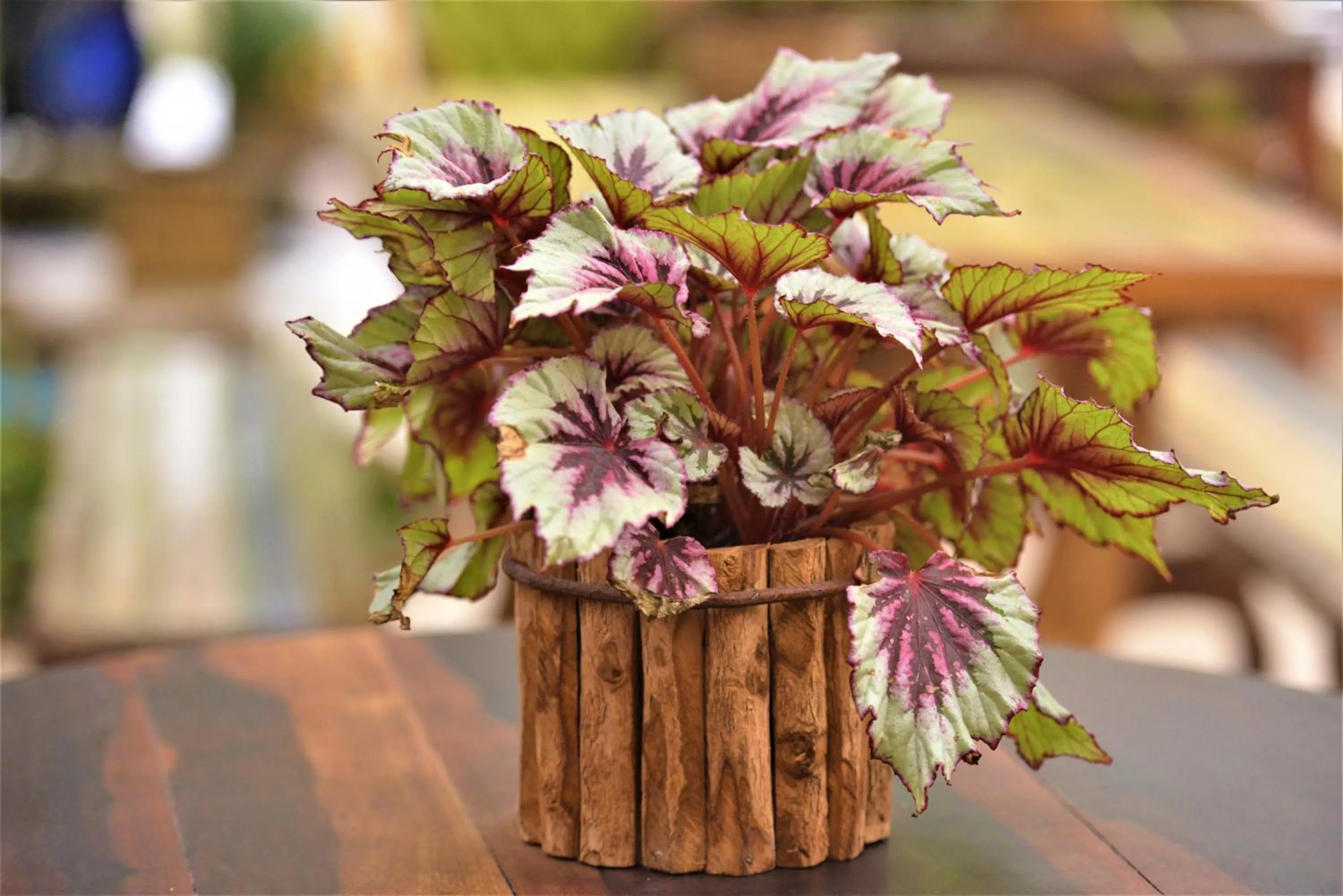 Restaurant/places to eat in Hotel Ferrugem Eco Village