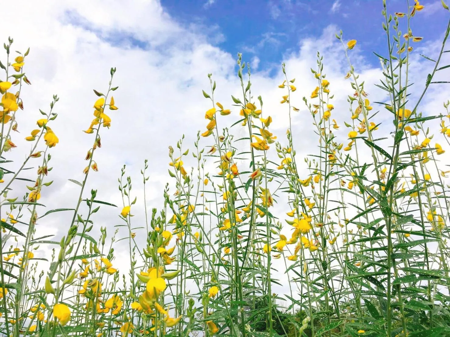 Chapulin Natural Resort