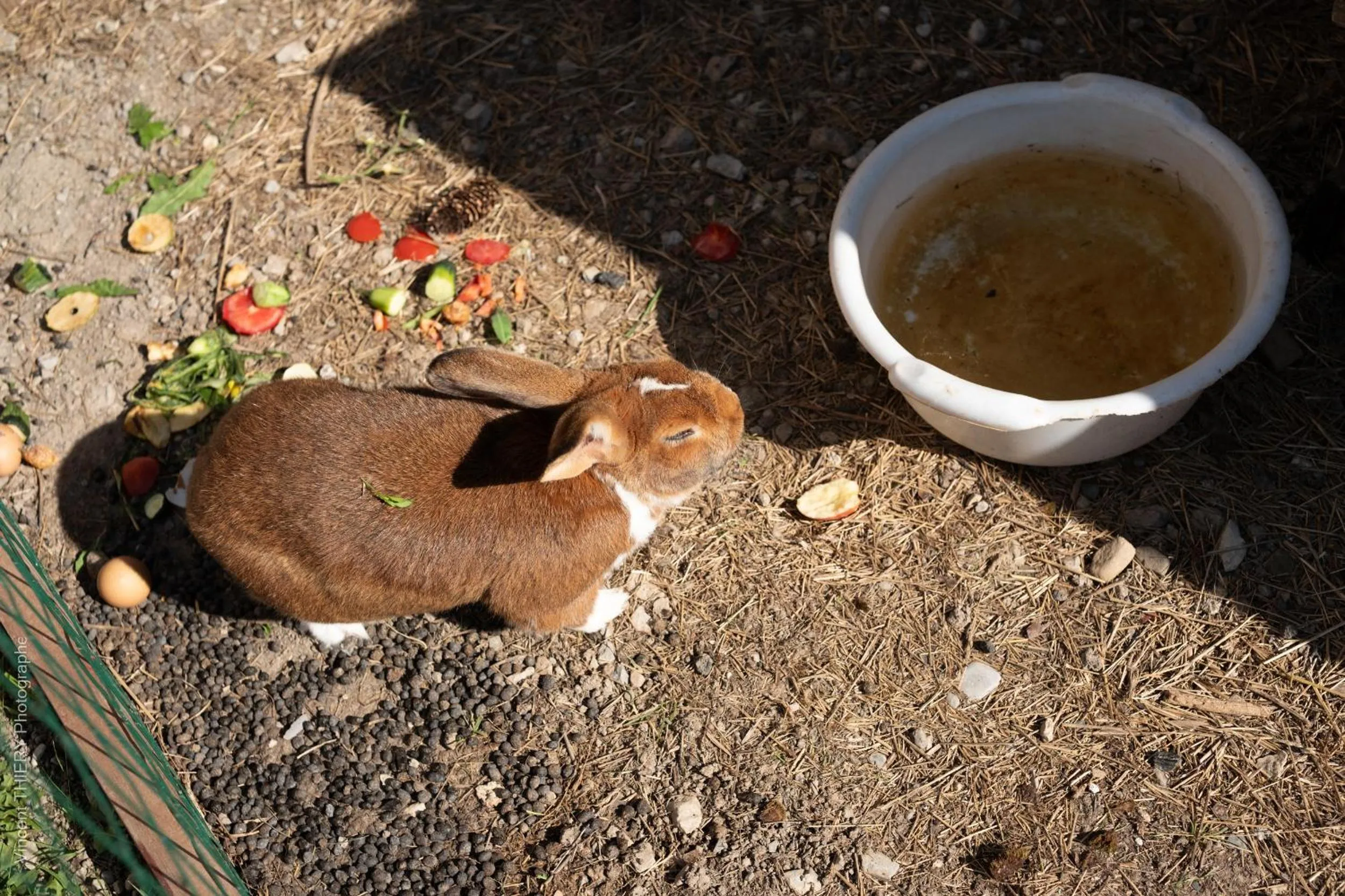 Pets in Le Pavillon des Officiers