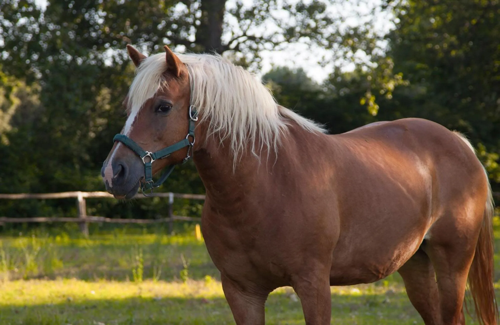 Horse-riding in Bosco Canoro Bibione Resort
