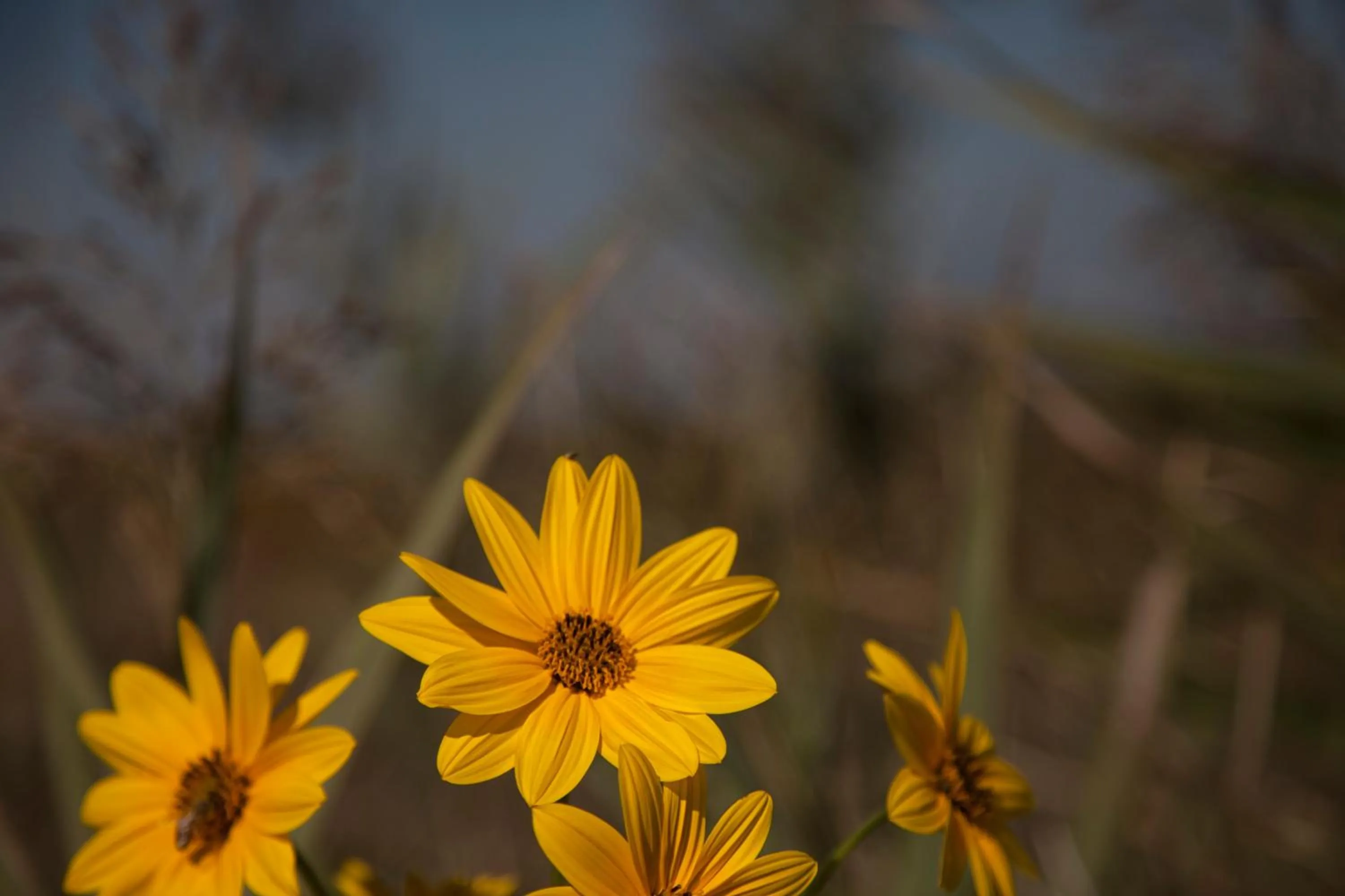 Day in Bosco Canoro Bibione Resort