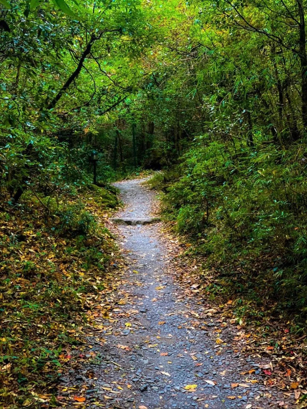 Hiking in Ayar Jungle Resort