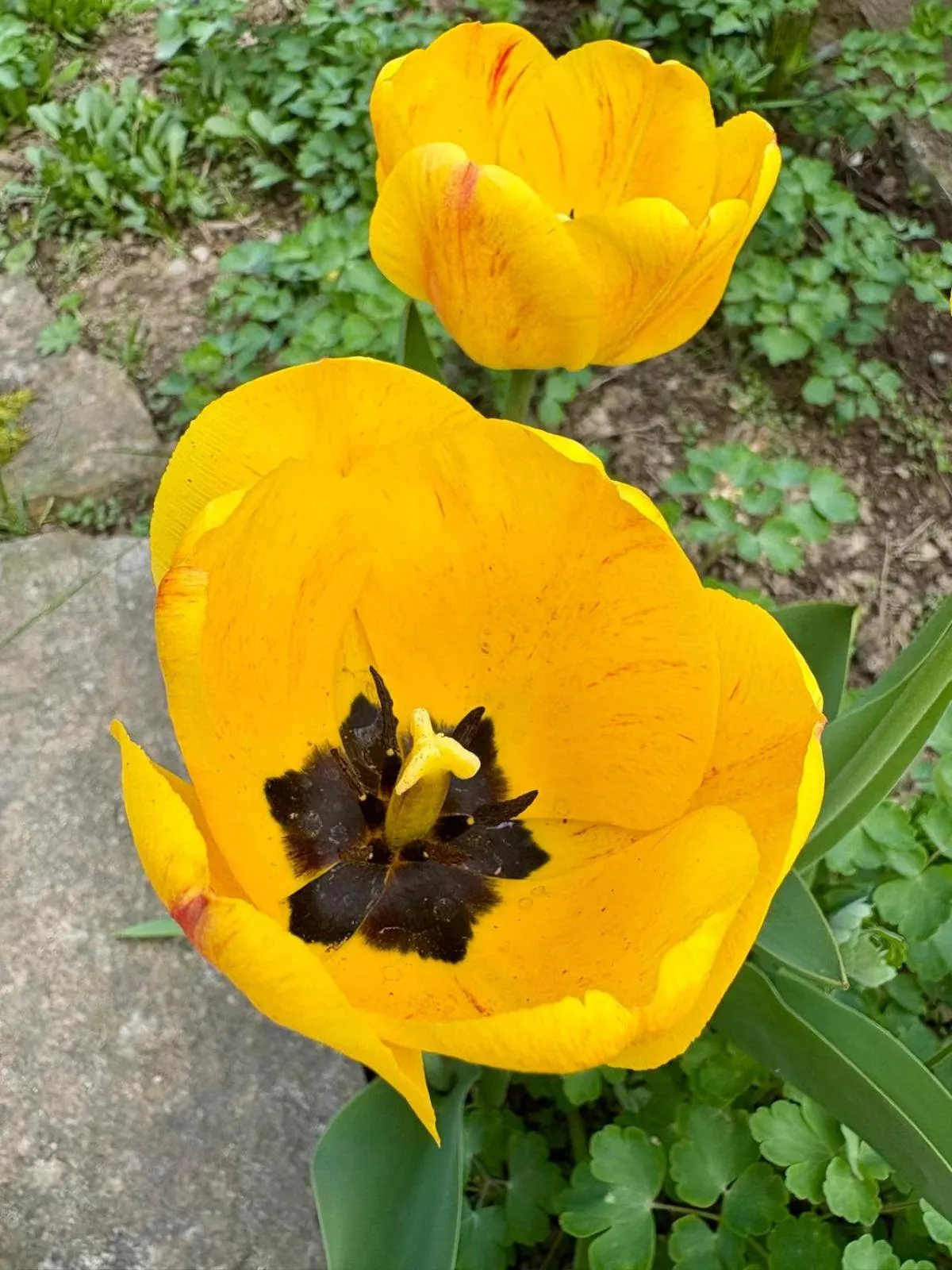 Spring in Pensiunea Popas Pop, Strambu-Baiut, Maramures