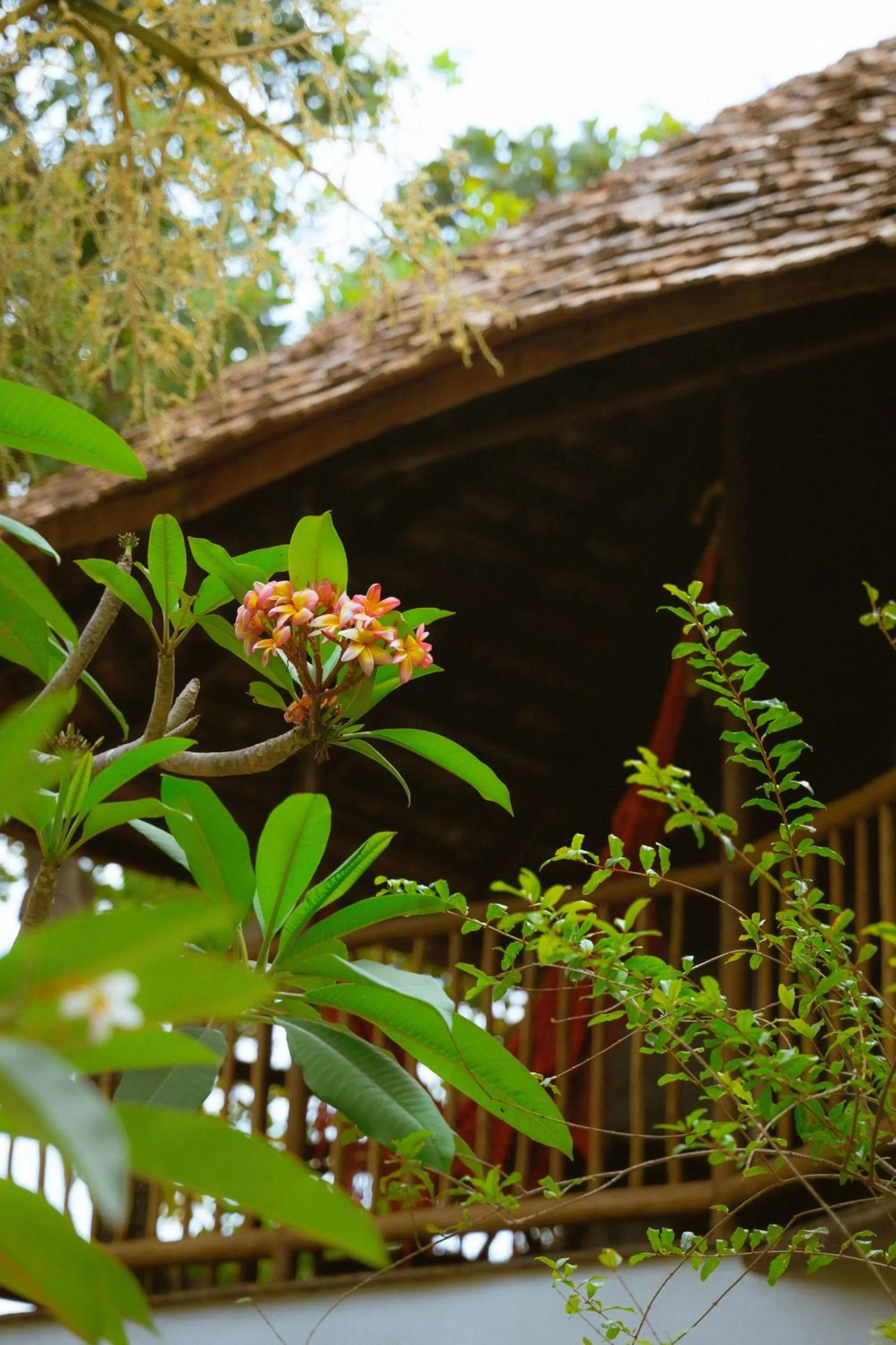 Spring in Hurricane Jeri