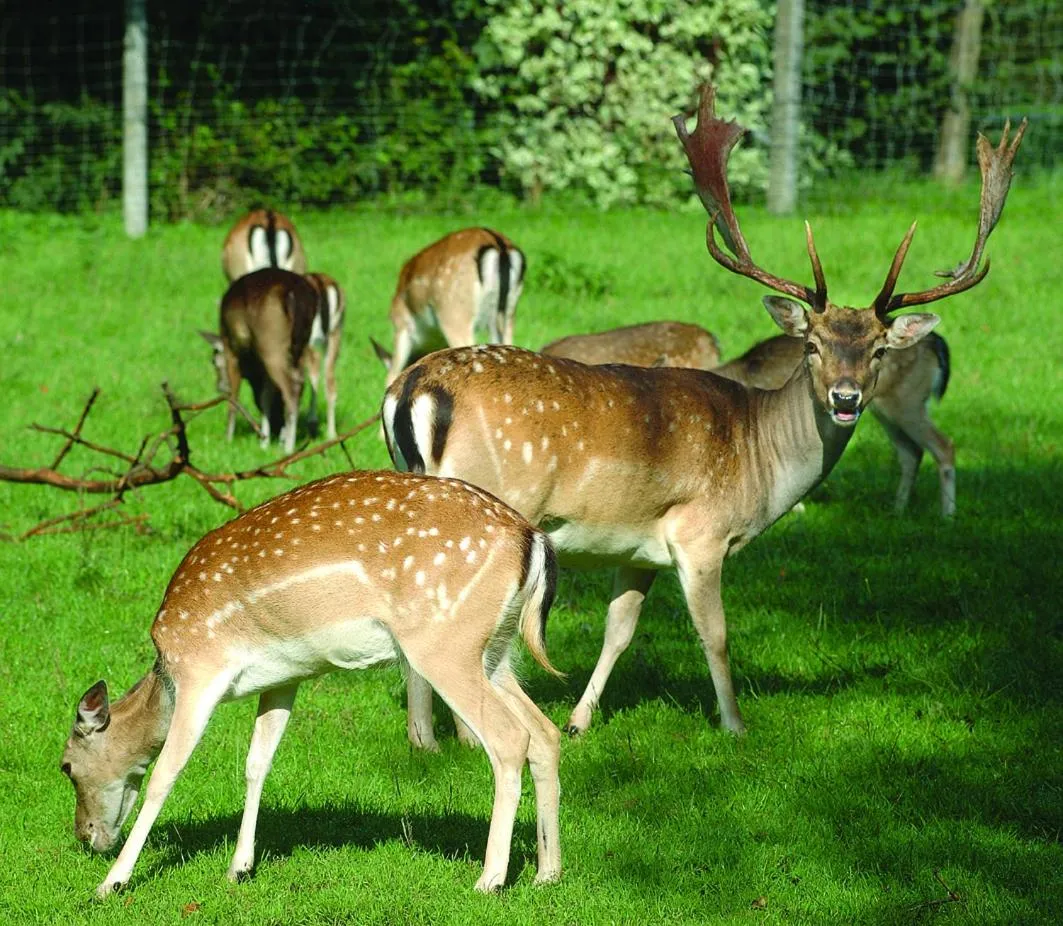Garden in Landhotel Ridder