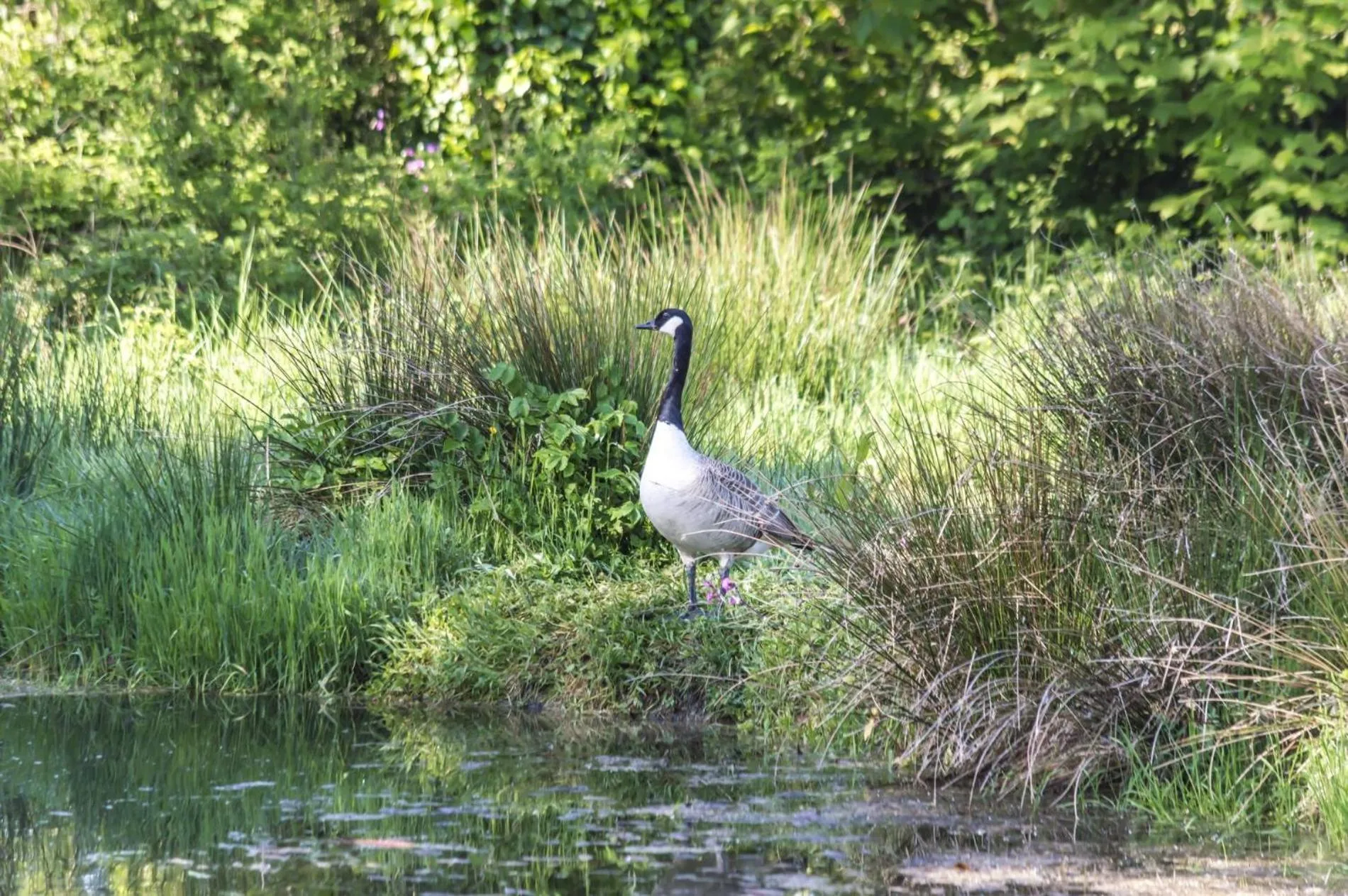 Floor plan in Foxglove - Luxurious Barn Conversion - Blossom Farm