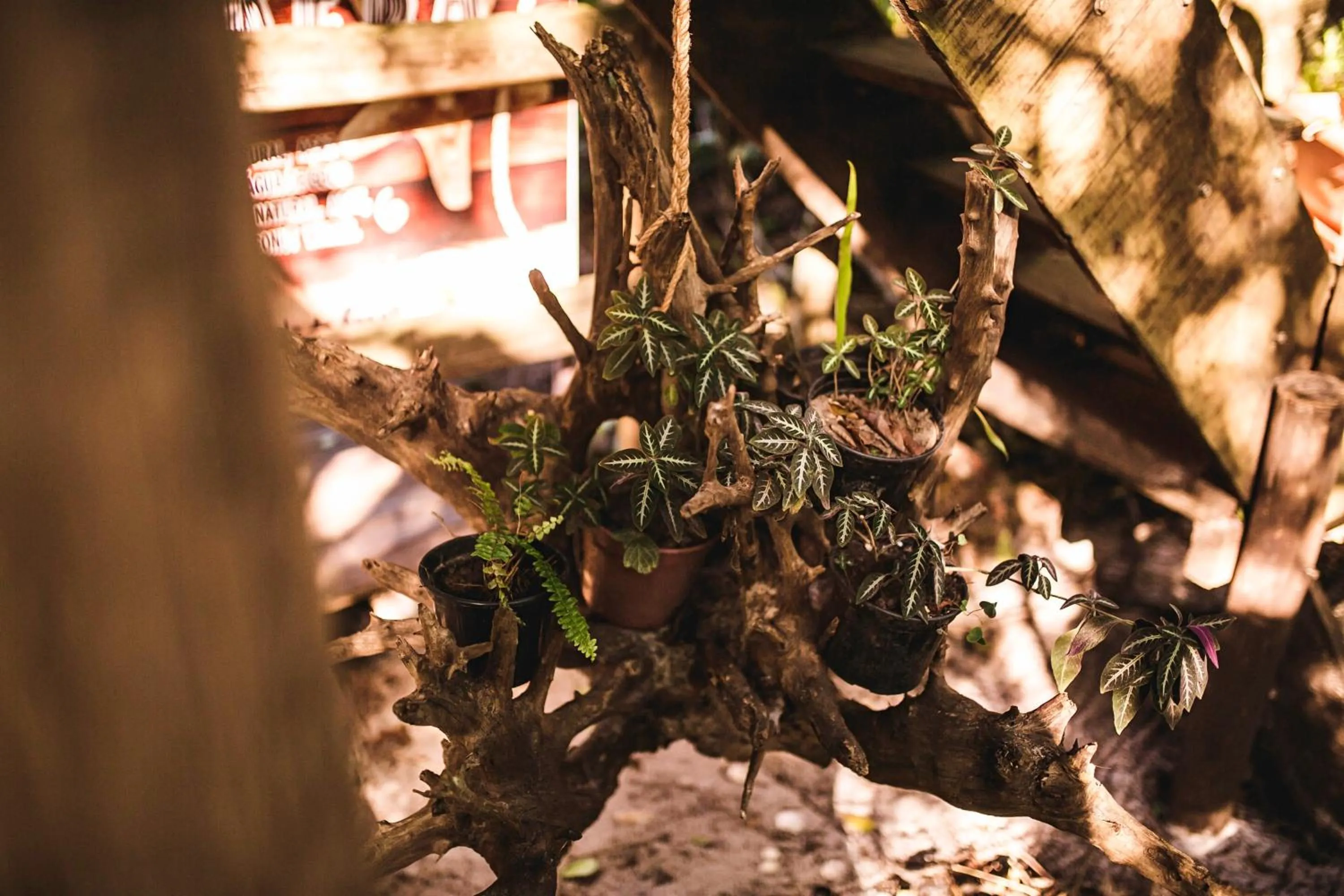 Garden view in Hotel Pousada Praia do Farol
