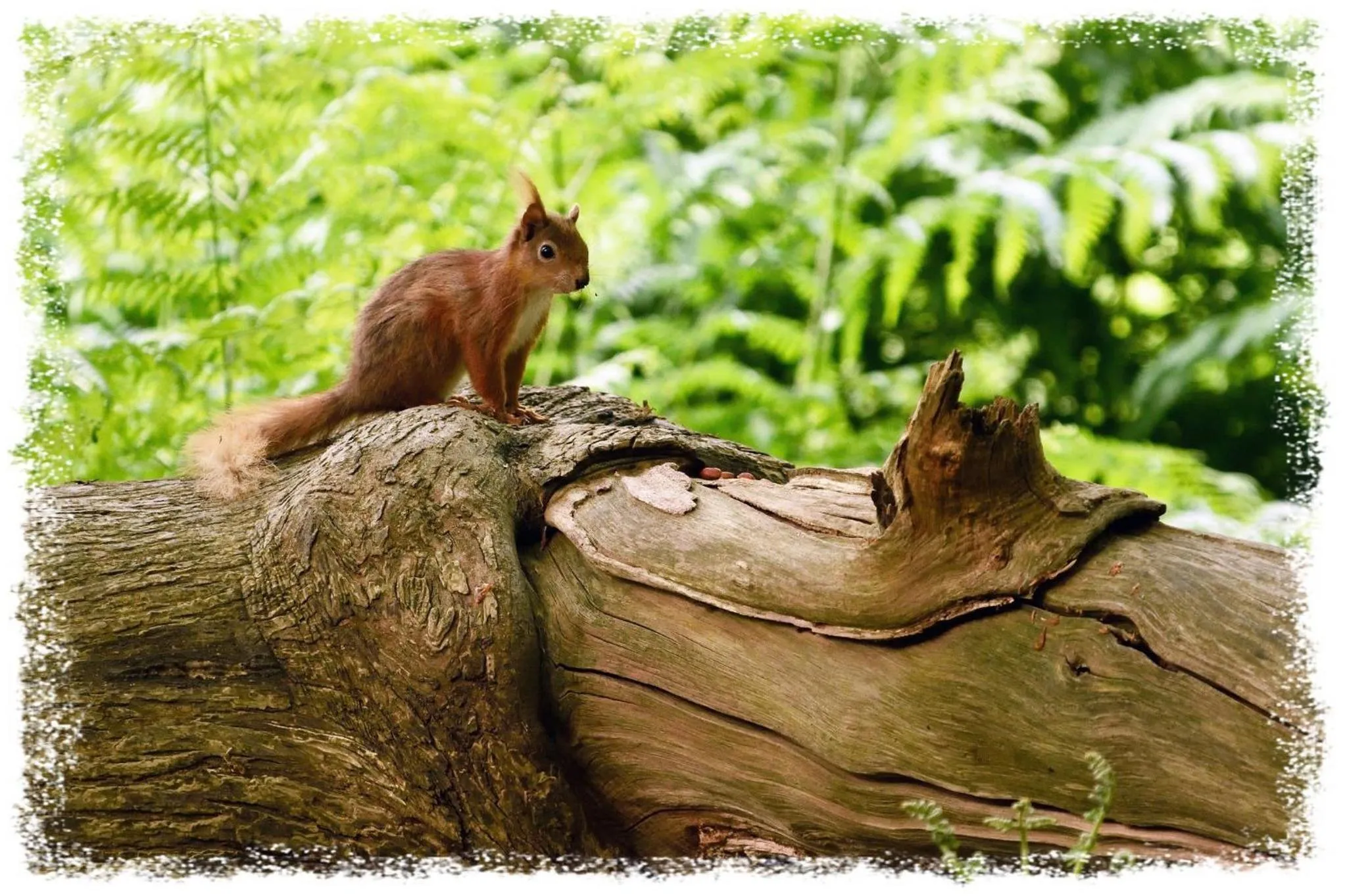 Animals in Blelham Tarn Rustic cabin in tranquil woodland