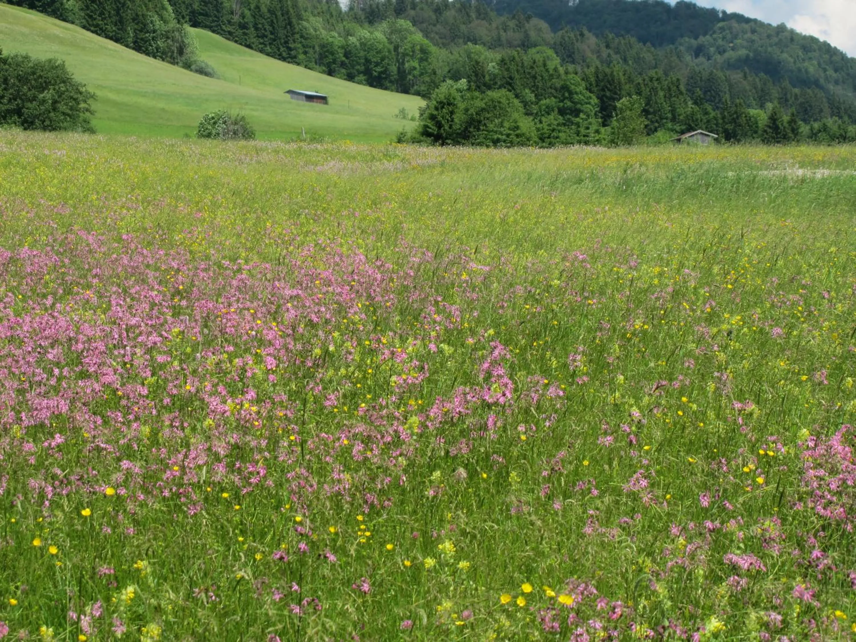 Mountain view in Gästehaus Bergstüberl