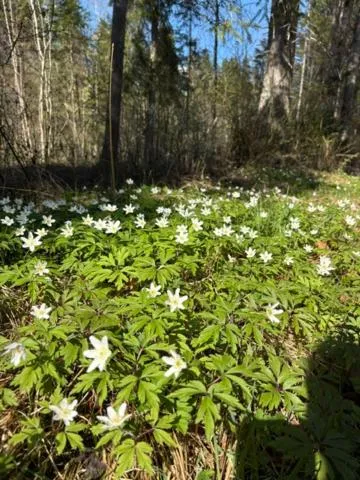Spring in Gästehaus Bergstüberl