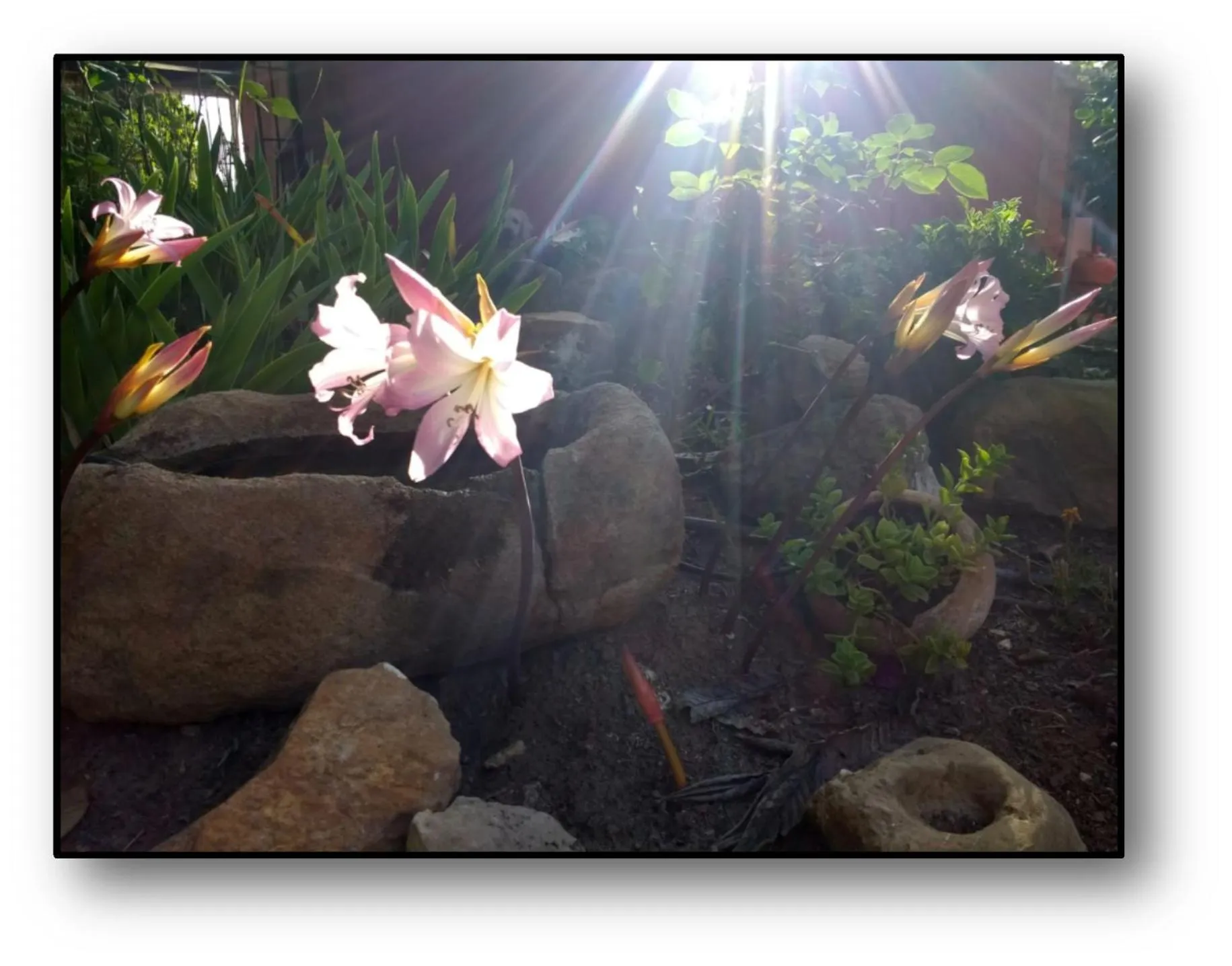 Garden in Eco Moyano Posada