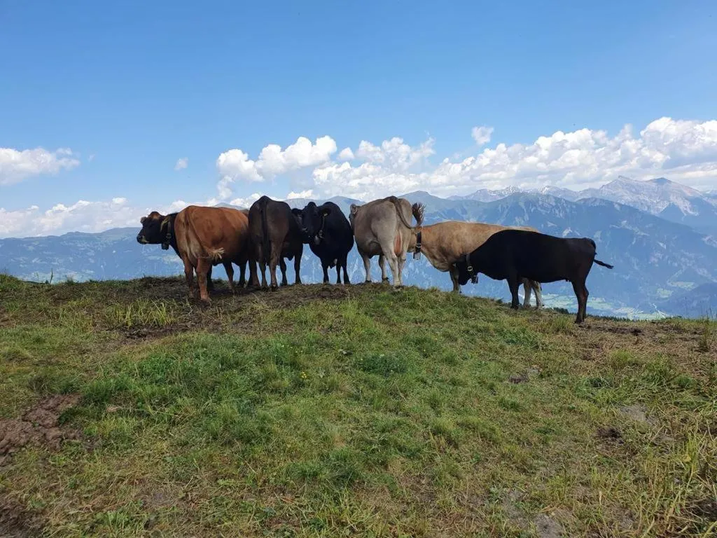 Property building in ViVa B&B Urmein