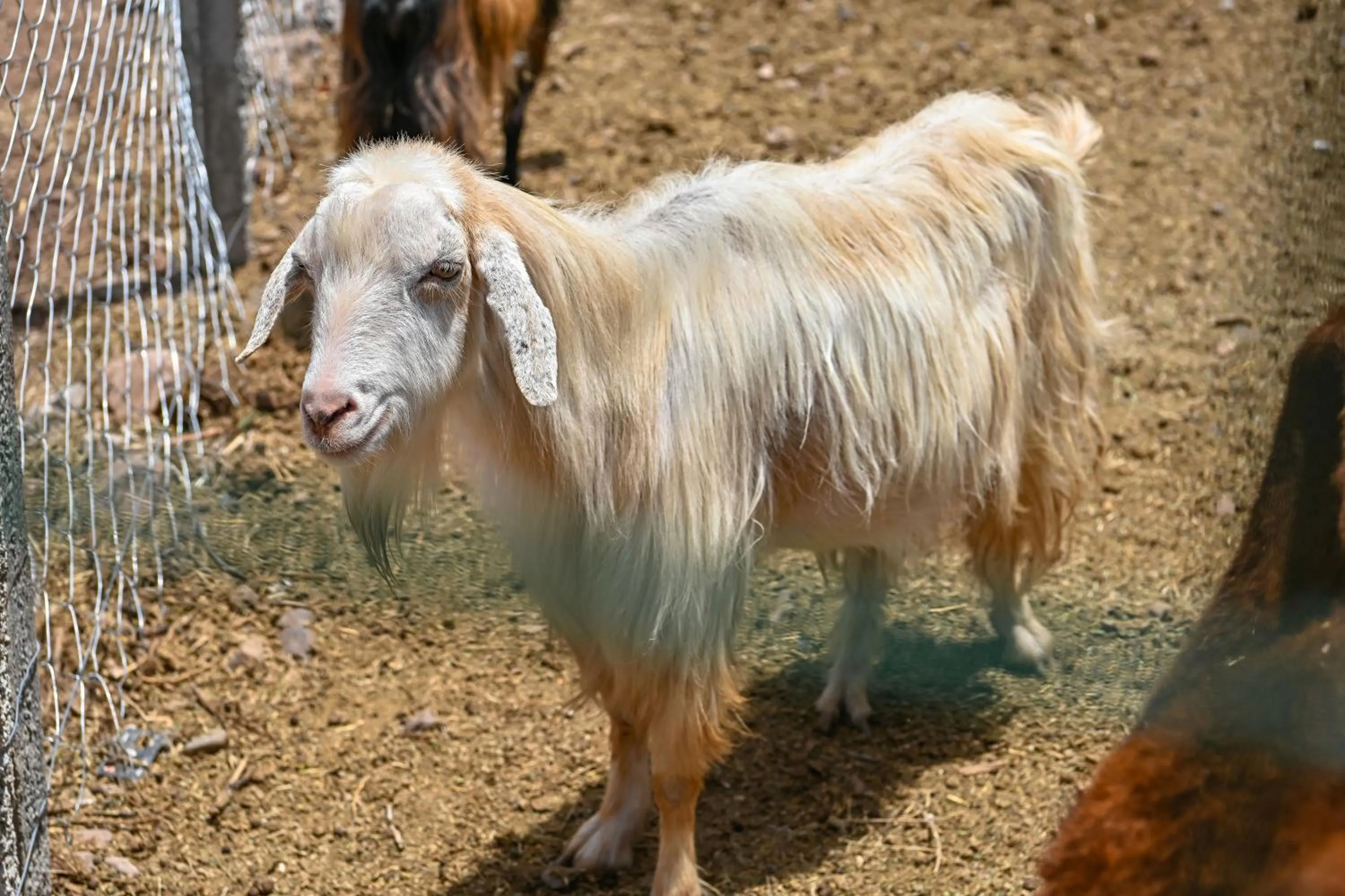 Le Parc des Oliviers