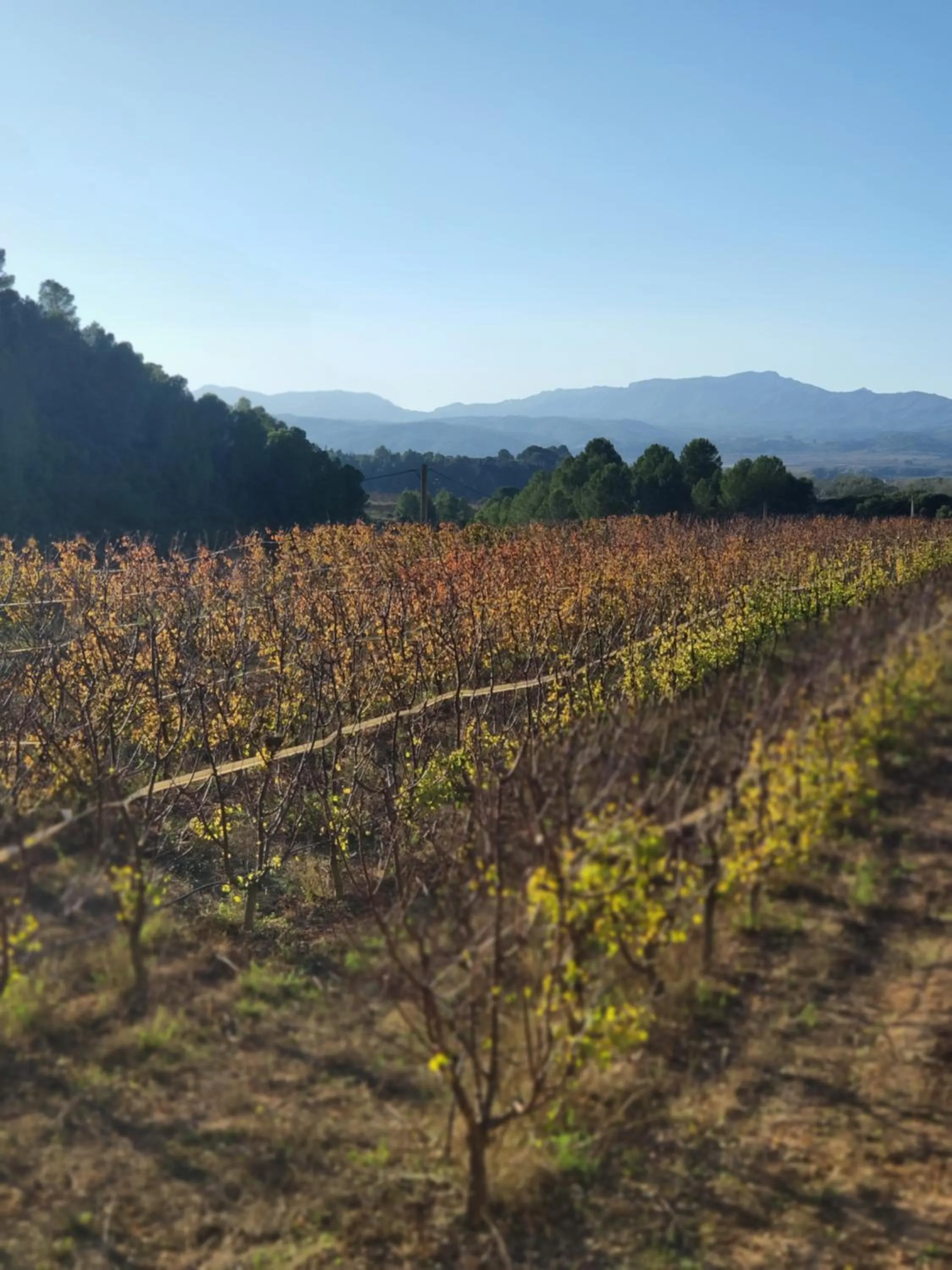 Natural landscape in Hotel Rural Mas de l'Illa