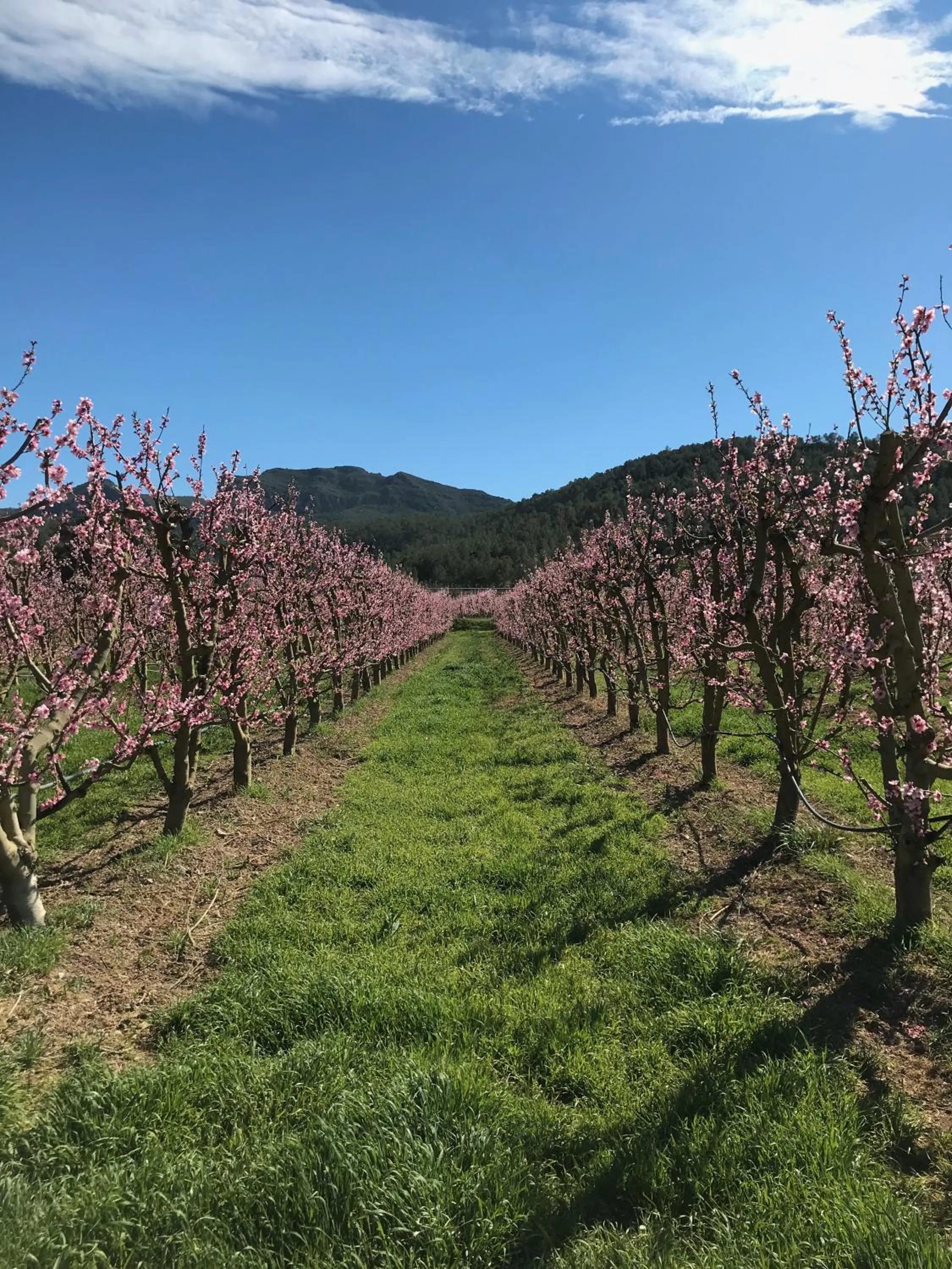Spring in Hotel Rural Mas de l'Illa