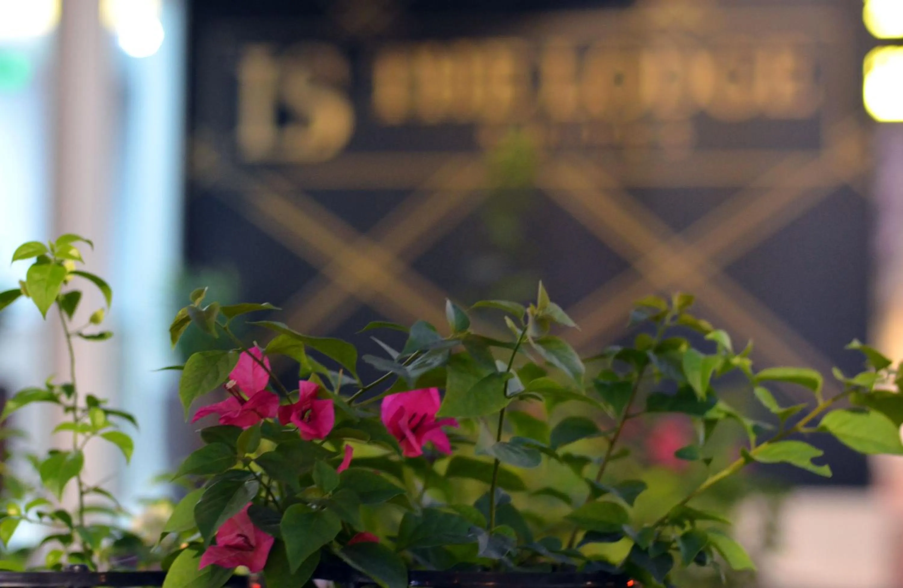 Garden in The Lodge Suites