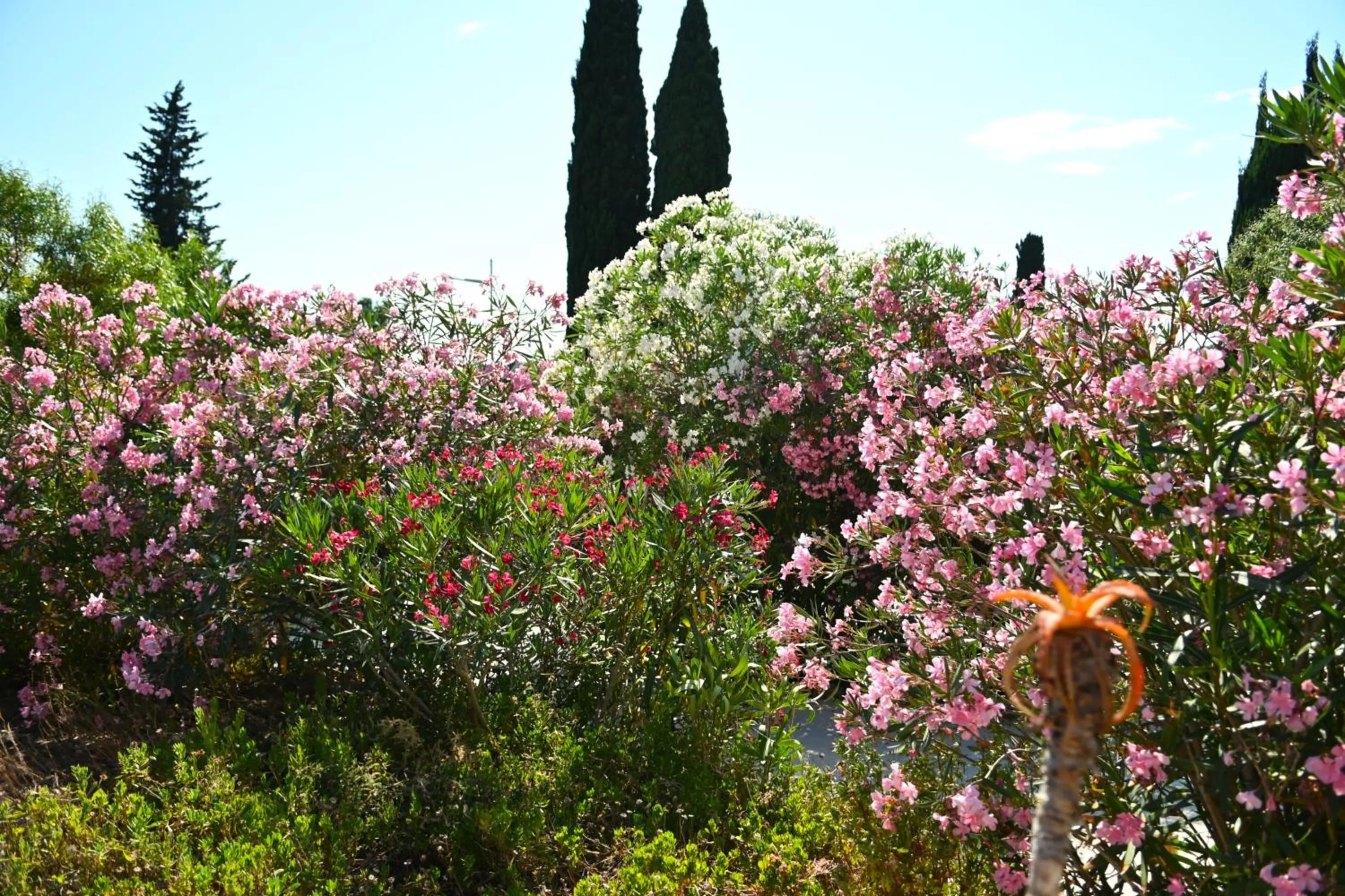 Garden in Les Jardins de Bormes, hôtel adult only avec sauna & jacuzzi