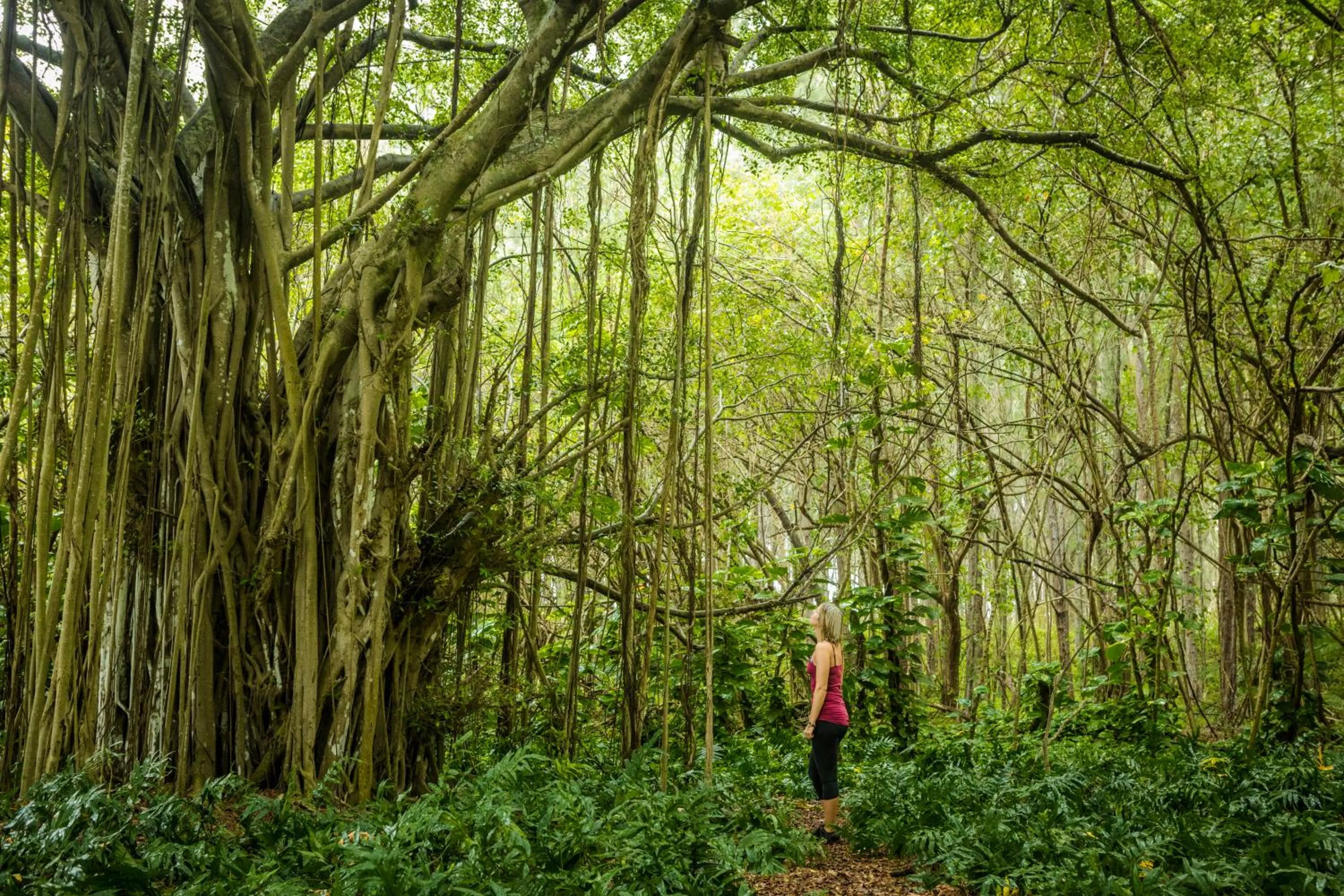 Natural landscape in Cozy Waikiki Studio at Aqua Aloha Surf